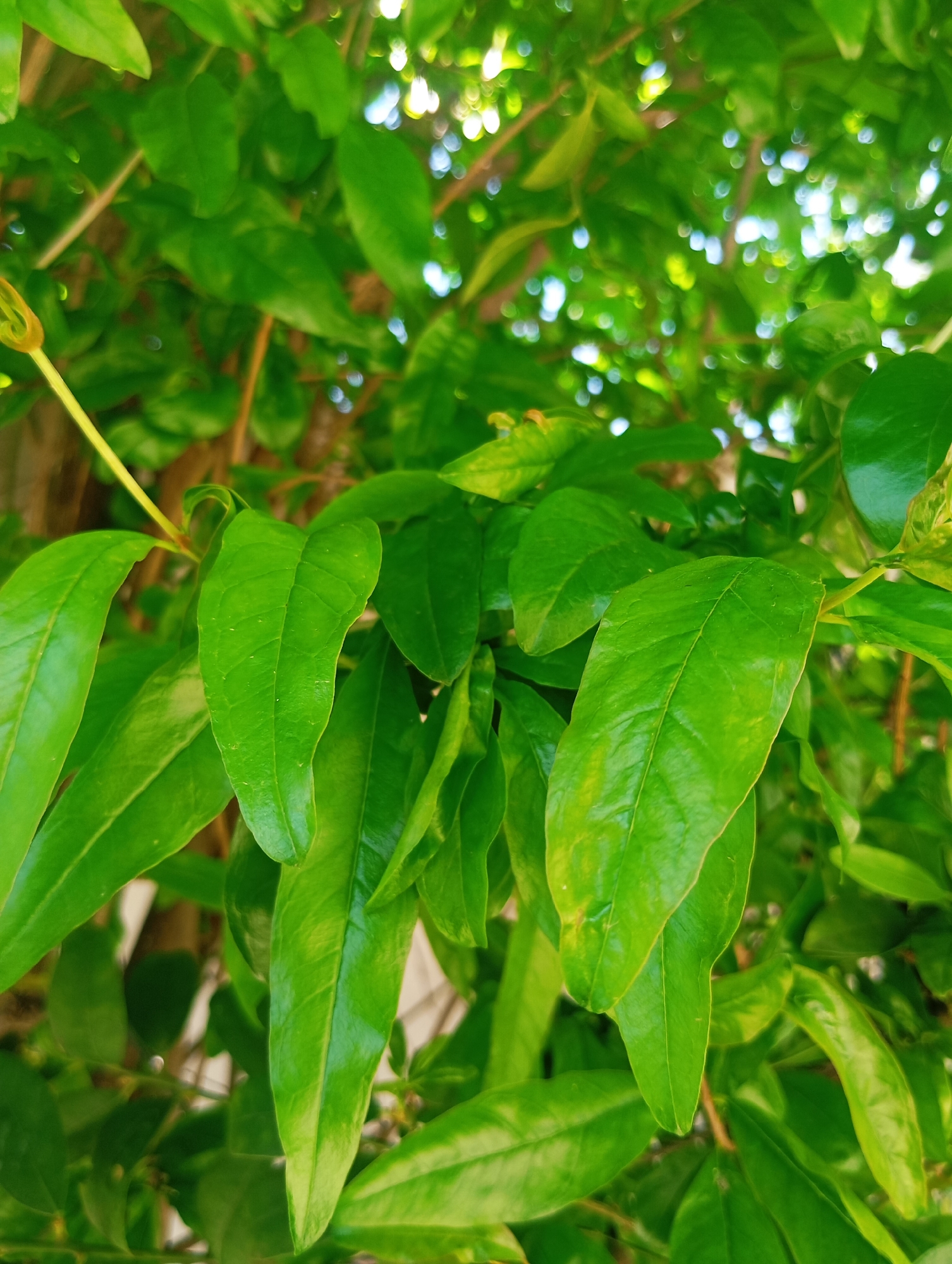 The image displays a close-up, vertical composition of vibrant green foliage. The primary subjects are numerous oblong to ovate leaves, exhibiting various shades of green, some with visible venation and subtle yellow-green highlights. Several leaves in the foreground and midground are sharply in focus, while the background is rendered with a strong bokeh effect, showing blurred green masses and distinct circular or elliptical highlights of natural light, indicating dappled sunlight filtering through additional foliage. Thin, brownish-green stems support the leaves, and a light green, slightly curled new shoot or tendril is visible in the upper-left quadrant. No individuals, man-made objects, or specific actions are discernible. The scene depicts a natural, outdoor environment characterized by lush plant growth. The specific location within Lassan, Pakistan, is not visually identifiable from the content of the image.
