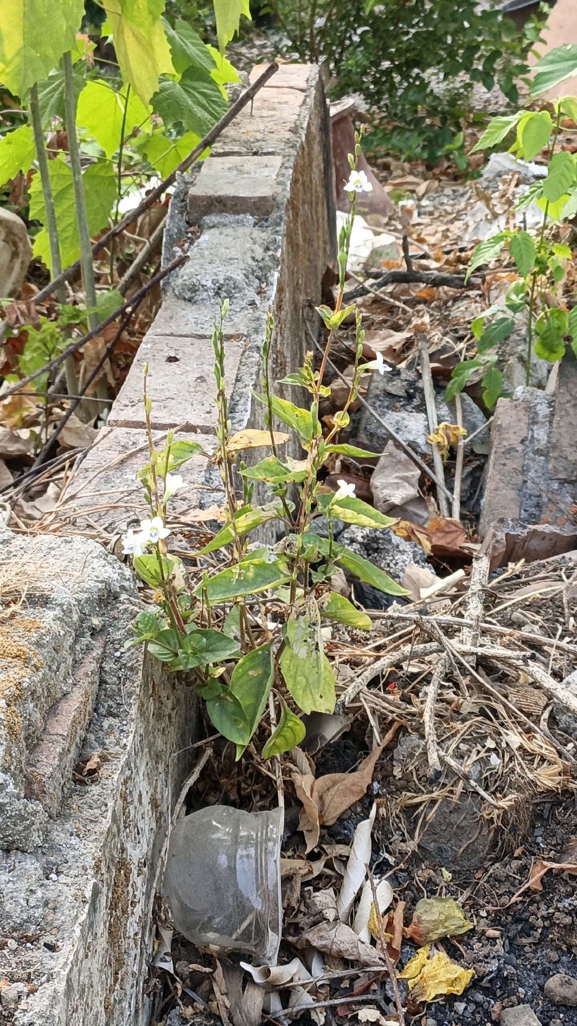 The image depicts a close-up view of a small plant with white flowers growing amidst rubble and debris. The plant has green leaves and slender stems, with small white flowers at the top. It is situated near a crumbling concrete structure, likely a wall, which is partially covered in moss or lichen. The ground is littered with dry leaves, twigs, and fragments of concrete and brick. A broken glass bottle is visible in the lower left portion of the image, partially obscured by the plant and debris. The background shows more vegetation and rubble, suggesting an urban or semi-urban environment. The overall scene conveys a sense of decay and nature's resilience, with plant life reclaiming a neglected space. The location is identified as Cikal, Indonesia, implying a specific geographical context for this scene of urban overgrowth.