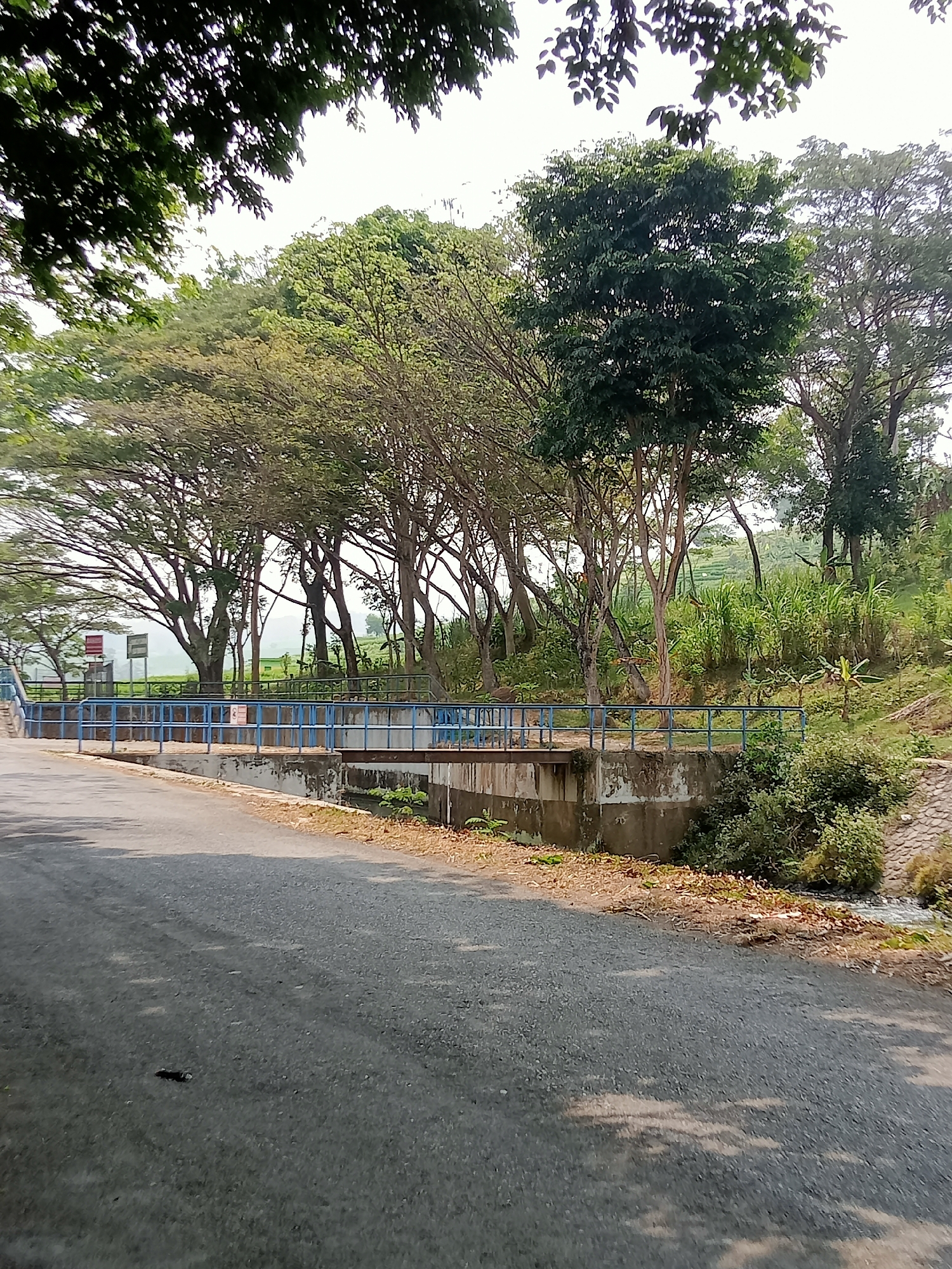 The image captures a scene in Tiudan, Indonesia, featuring a paved road in the foreground that curves gently to the left. The road is partially shaded by trees, with sunlight dappling the asphalt. To the right of the road, a small stream flows, bordered by a textured stone wall on the far bank and a concrete structure on the near bank. A bridge with blue railings spans the stream. Beyond the bridge, a line of trees with sparse foliage forms a backdrop. The trees are tall and slender, with branches arching over the scene. In the distance, a hilly landscape is visible, covered in lush green vegetation, suggesting a rural or semi-rural environment. The sky is overcast and bright. There are no people or animals visible in the image.
