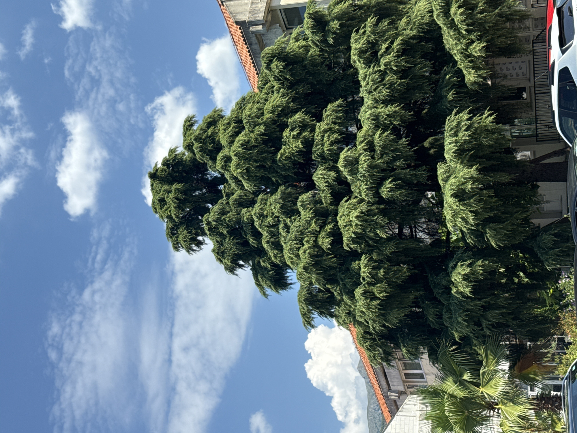The media file captures a view from below, looking up towards a lush, green coniferous tree and a bright blue sky filled with scattered white clouds. The tree, with its dense, feathery foliage, dominates the frame, extending from the bottom upwards and to the right. Behind the tree, parts of buildings with red-tiled roofs and grey facades are visible, suggesting an urban or semi-urban setting. A palm tree is also present in the foreground, adding to a potentially warm or Mediterranean climate feel. On the far right, the side of a white vehicle can be seen. The lighting indicates it is daytime, likely sunny with some light cloud cover, creating a pleasant atmosphere. The scene appears calm and serene, focusing on the natural elements of the tree and sky against the backdrop of human structures. No people are visible, and there is no discernible text in the image. The overall impression is of a sunny day in a scenic location.