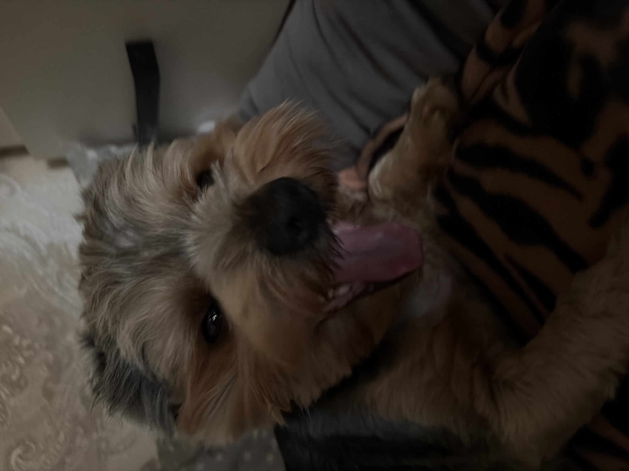 A yorkshire terrier dog is resting on a tiger print blanket. The dog has its mouth open and tongue out, panting. The background is blurry and consists of a patterned wall and a grey surface. There is no discernible location in the city of Tambov, Russia.