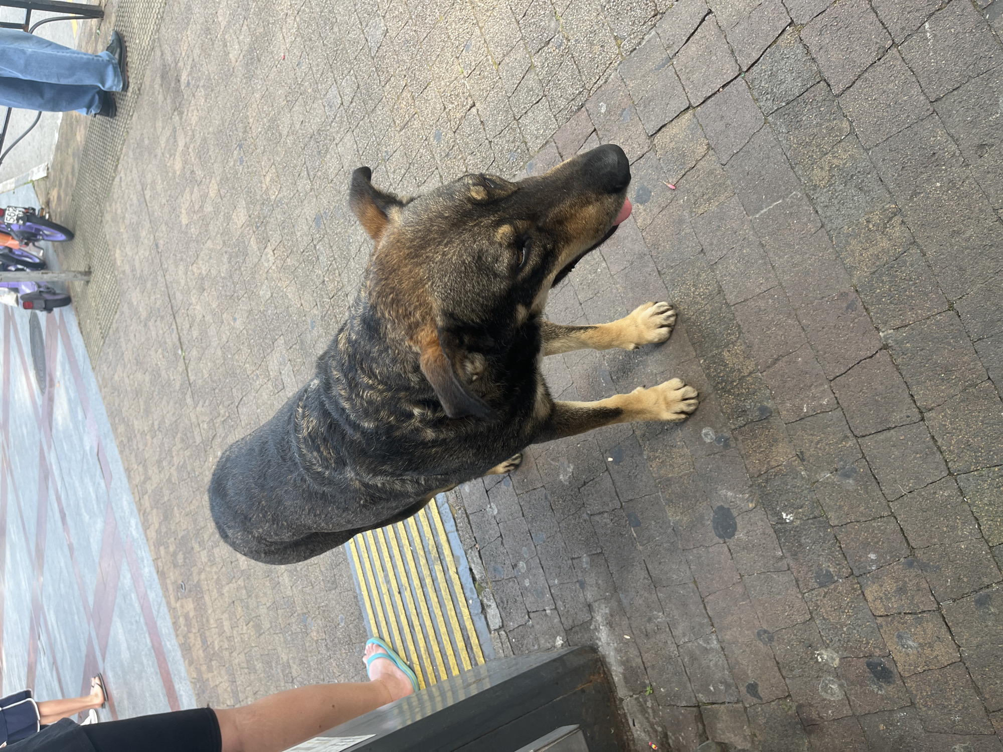 In an outdoor urban setting, possibly on a sidewalk in Sochi, Russia, a medium-sized dog stands on a brick-patterned pavement. The dog is predominantly dark brown and black with lighter brown markings on its legs and face. Its tongue is slightly extended. To the left of the dog, a person's legs are visible. They are wearing black shorts and a pair of light blue flip-flops. A yellow tactile paving strip runs along the edge of the sidewalk in front of the dog. In the background, a blurred view of a street with a purple scooter and another person in blue jeans is visible. The overall scene depicts a casual, everyday street environment.