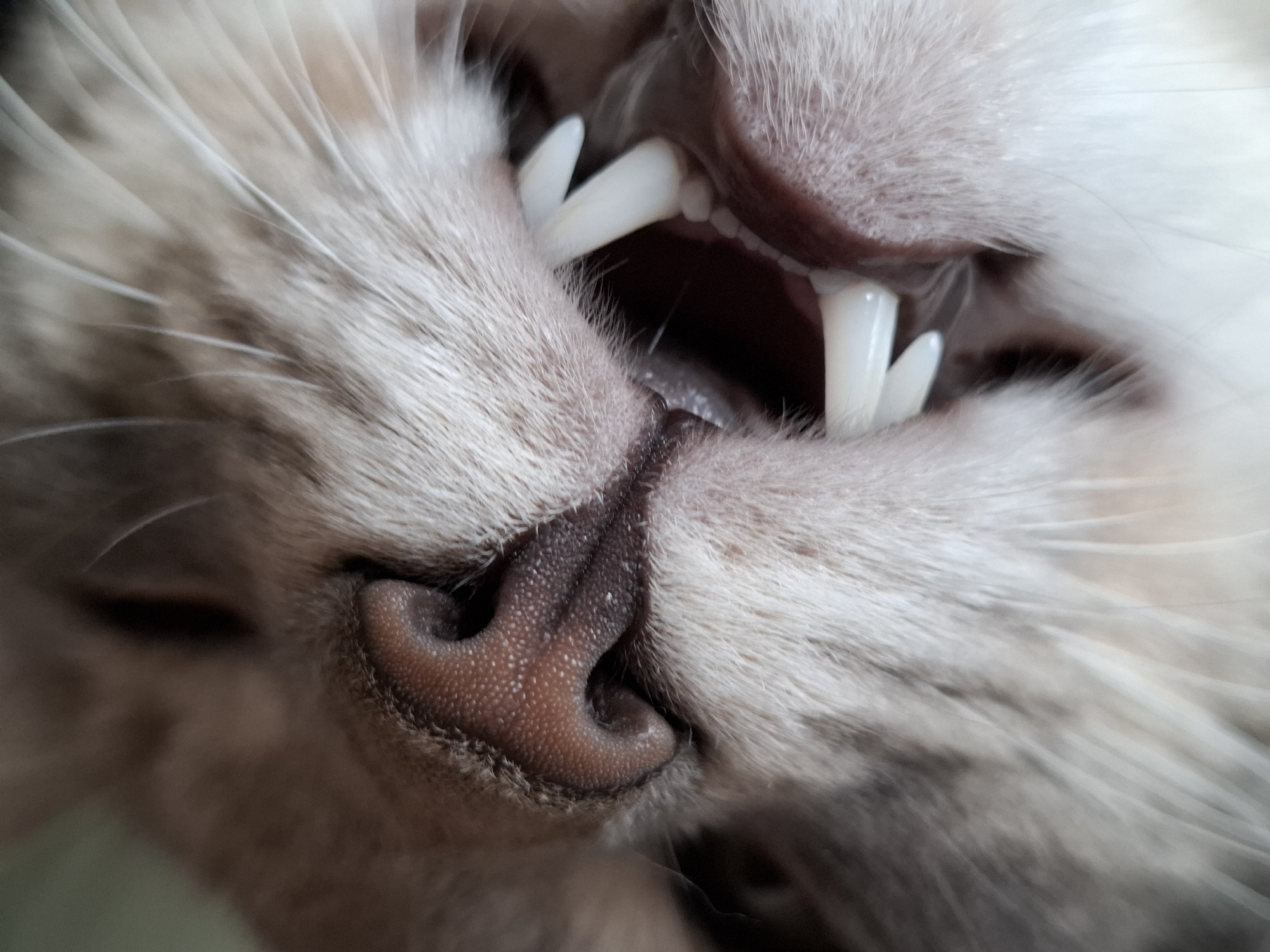 The image presents a tight, upward-angled close-up of a domestic cat's muzzle. The cat exhibits light-colored fur, predominantly appearing cream or pale grey, with discernible individual whiskers emanating from the facial area. A pinkish-brown, textured nose is centrally visible. The cat's mouth is open, exposing prominent, sharp white canine teeth on both the upper and lower jaws, along with smaller molars in the deeper oral cavity. The interior of the mouth appears dark. The background is completely out of focus, presenting as an indistinct field of muted tones, offering no specific environmental details. The location in the city of Novi Sad, Serbia, cannot be determined from the visual information provided in the image. No people, explicit actions, or interactions with external subjects or objects are depicted.