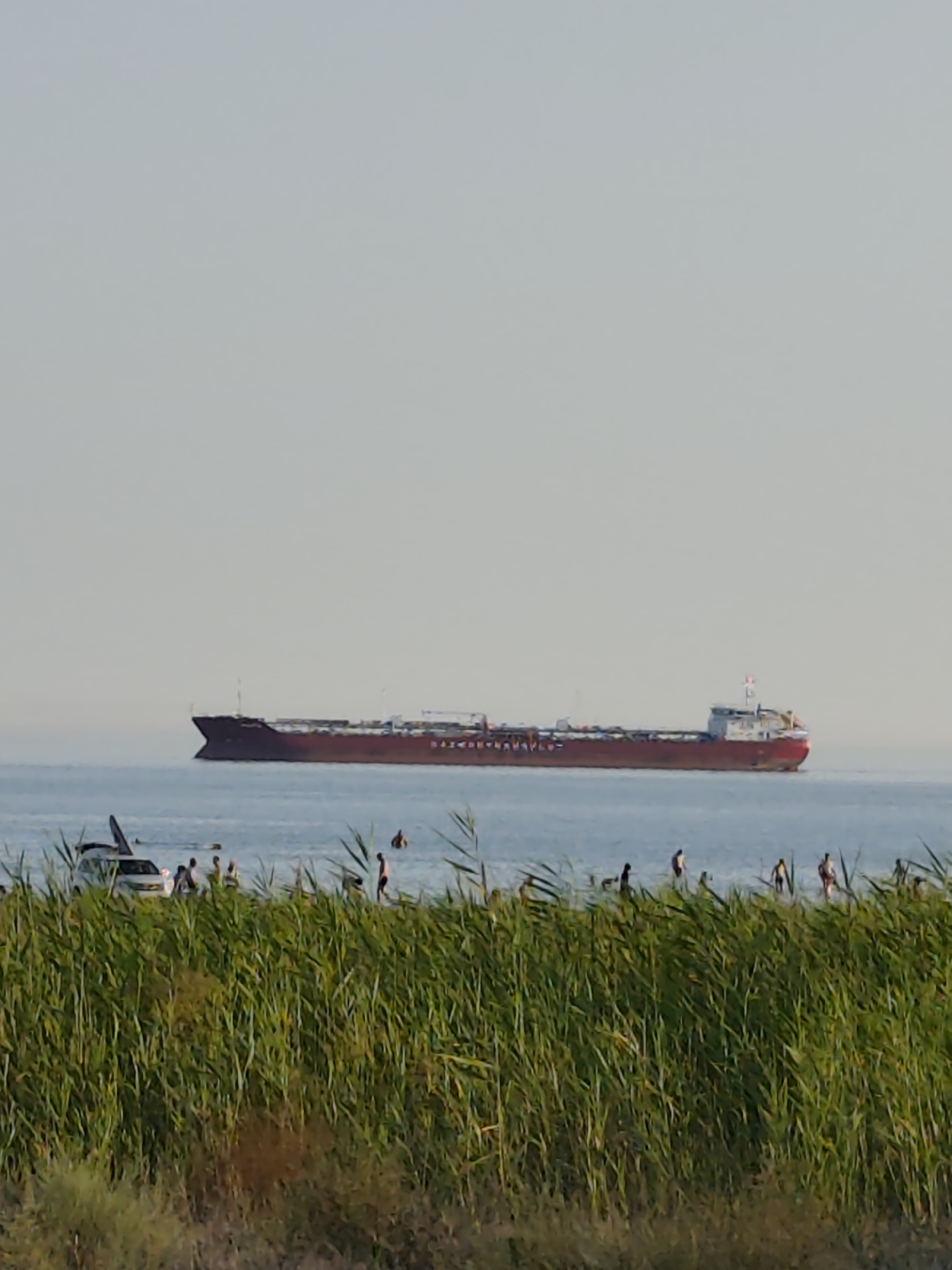 The image captures a serene coastal scene on a clear day, likely in Aktau, Kazakhstan, given the presence of a cargo ship on the horizon. In the foreground, lush green reeds line the shore, obscuring some of the activity. Beyond the reeds, the Caspian Sea stretches out, with a large, dark red cargo ship sailing in the distance. Near the water's edge, several people are visible, some wading into the sea, while others stand on the shore. A white vehicle, possibly an SUV with a surfboard on its roof, is parked close to the water, and a few individuals are gathered around it. The overall atmosphere is one of a relaxed summer day at the beach.