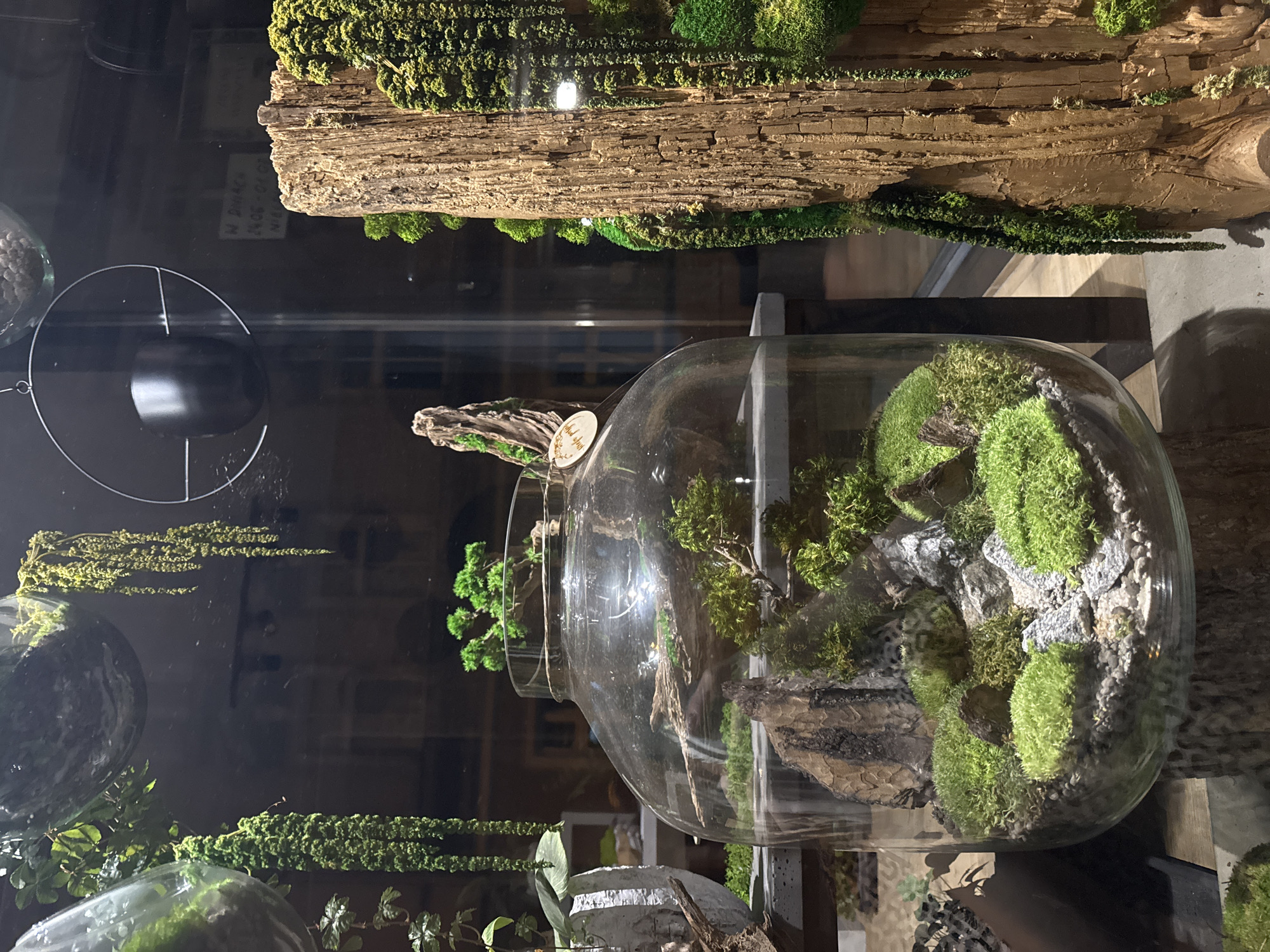 This is a close-up, eye-level, interior shot of a shop window display in Poznan, Poland, featuring a variety of terrariums and naturalistic decorations. The dominant subject is a large, round glass terrarium, filled with lush green mosses, small rocks, and a piece of driftwood. The terrarium sits on a wooden stand. To the right of the terrarium is a tall, textured piece of driftwood covered in moss, also serving as a decorative element. In the upper left and right corners, other hanging glass terrariums with green plants are visible, creating a layered effect. The background is dark and reflective, showing glimpses of the interior of the shop, including shelving and possibly other displays, as well as reflections of the outdoor environment. A sign with Polish text and numbers is visible on a white background in the upper right, suggesting this is a commercial establishment. The overall impression is one of natural beauty and meticulous arrangement within a retail setting.