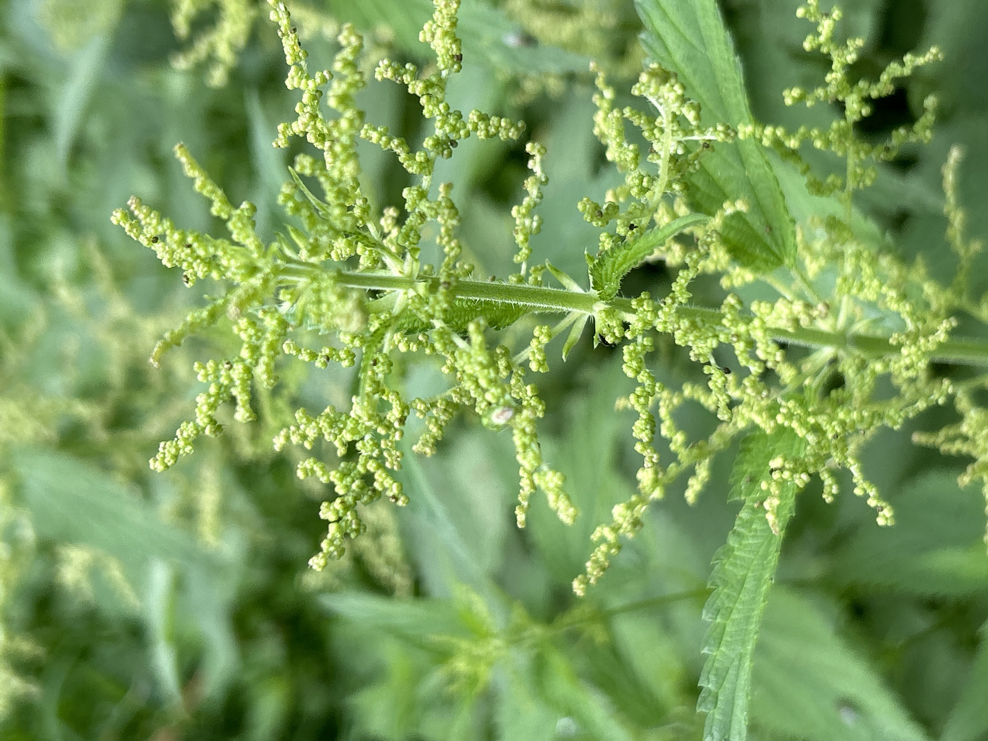 A close-up, shallow depth-of-field, vertical shot captures the flowering stalk of a stinging nettle plant. The stalk is light green and fuzzy, with many small, round, pale green flower buds clustered along its length. The buds are arranged in intricate, branched patterns, resembling tiny beads. Out-of-focus green leaves and other nettle plants form the background, creating a soft, blurred effect. The lighting is natural and diffuse, suggesting an outdoor setting. There is no visible indication of the specific location within Chaikovsky, Russia.