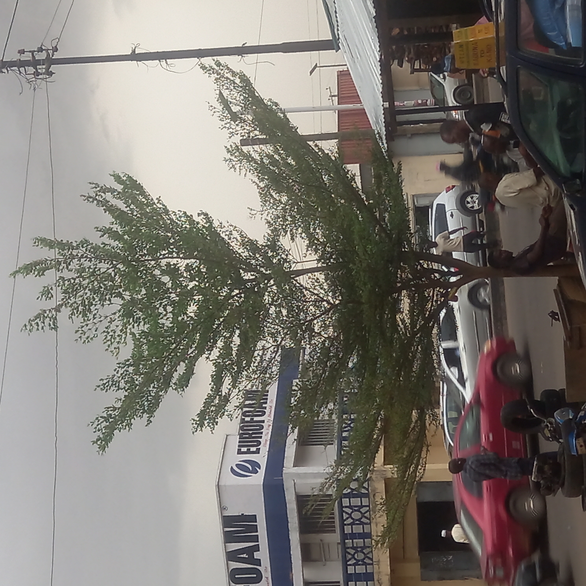 The image captures an overcast daytime street scene in Dadi Riba, Nigeria, characterized by urban activity and a bustling commercial environment. A large, lush tree with green foliage stands prominently in the central-left foreground, its branches spreading across much of the frame against a muted gray sky. Above, power lines and utility poles crisscross the upper portion of the scene.
On the left side of the street, a multi-story building is visible, featuring distinctive blue and white signage for "EUROFOAM," accompanied by a registered trademark symbol and a partial slogan, possibly "Always The Way It Should Be." The building exhibits patterned railings and window grilles.
The right side of the image reveals a row of parked vehicles and several people. A dark blue vehicle, likely a truck or large van, is partially seen on the far right. Moving left, a person in a light-colored top stands near a white sedan. Closer to the foreground, a vibrant red sedan is parked, with a person in a plaid shirt standing beside it. Several motorcycles or scooters are also present on the street. Underneath a corrugated metal awning extending from a building, various items, possibly shoes, are displayed on shelves. A yellow box bearing the text "KANO" (a major city in Nigeria) and other unreadable words is also visible in this area, suggesting a connection to commerce or transport.
Several individuals are scattered throughout the scene, engaged in daily activities such as standing, walking, or interacting near the vehicles and buildings, contributing to the lively street atmosphere.