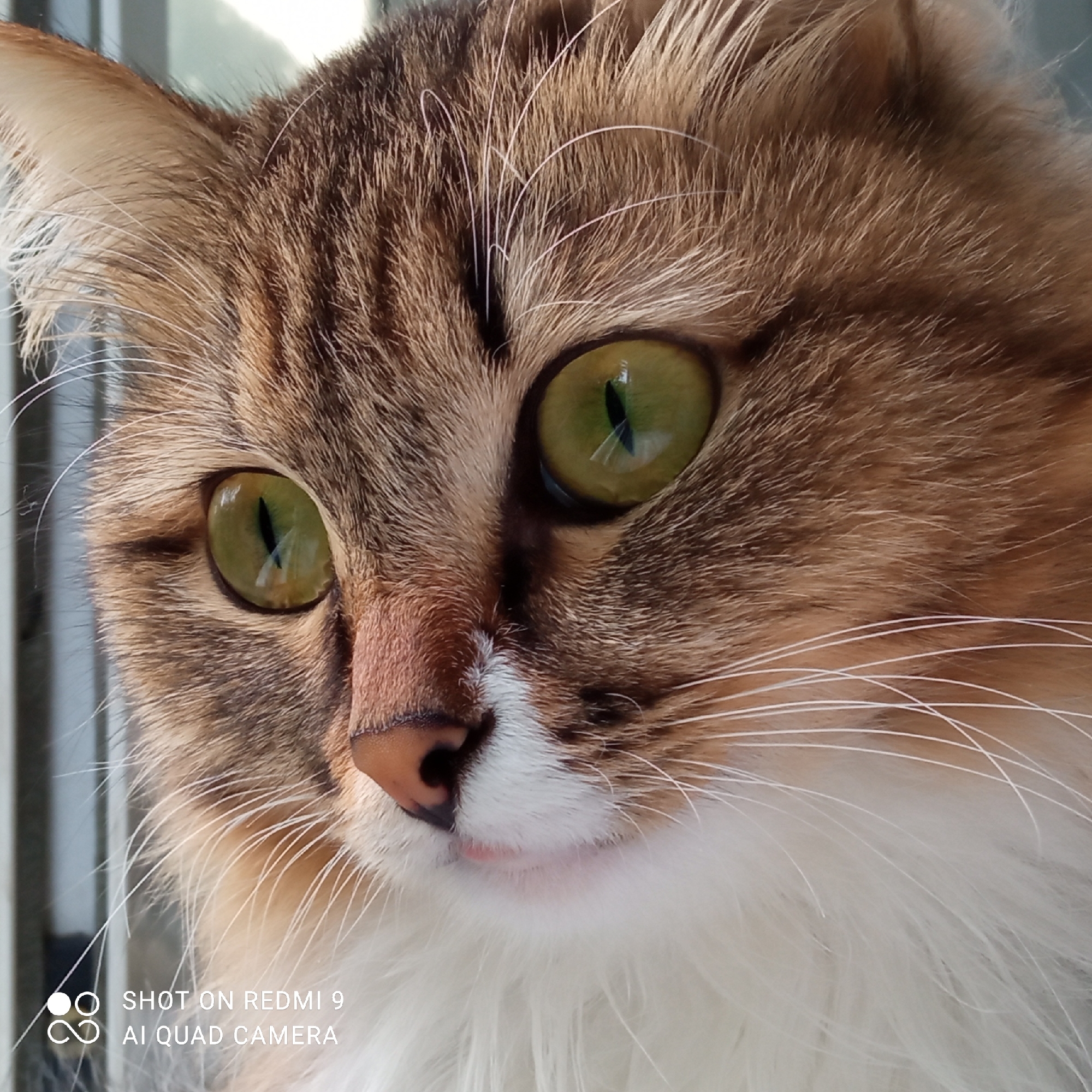 A close-up photograph shows the face of a cat with green eyes, brown and white fur, and a pink nose. The cat is looking slightly to the left. The bottom left corner of the image includes the text "SHOT ON REDMI 9 AI QUAD CAMERA." The location is not discernible from the visual elements of the image. The city of Chaikovsky, Russia, is not evident.