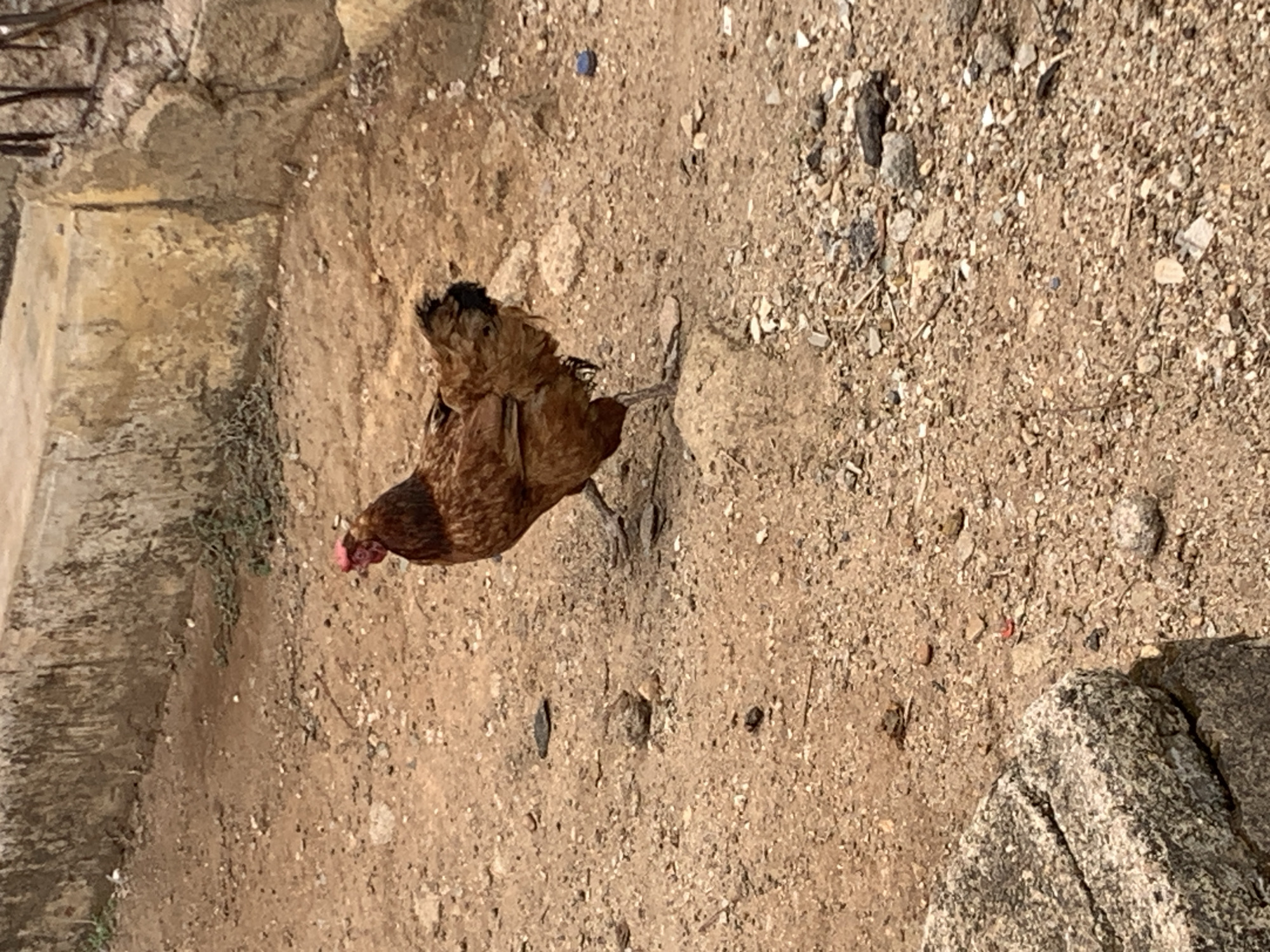 The image shows a single brown chicken in an outdoor dirt patch environment. The surface is composed of dirt, sand, small stones, and some larger rocks. The location is Rafin Par, Nigeria. The lighting is bright.