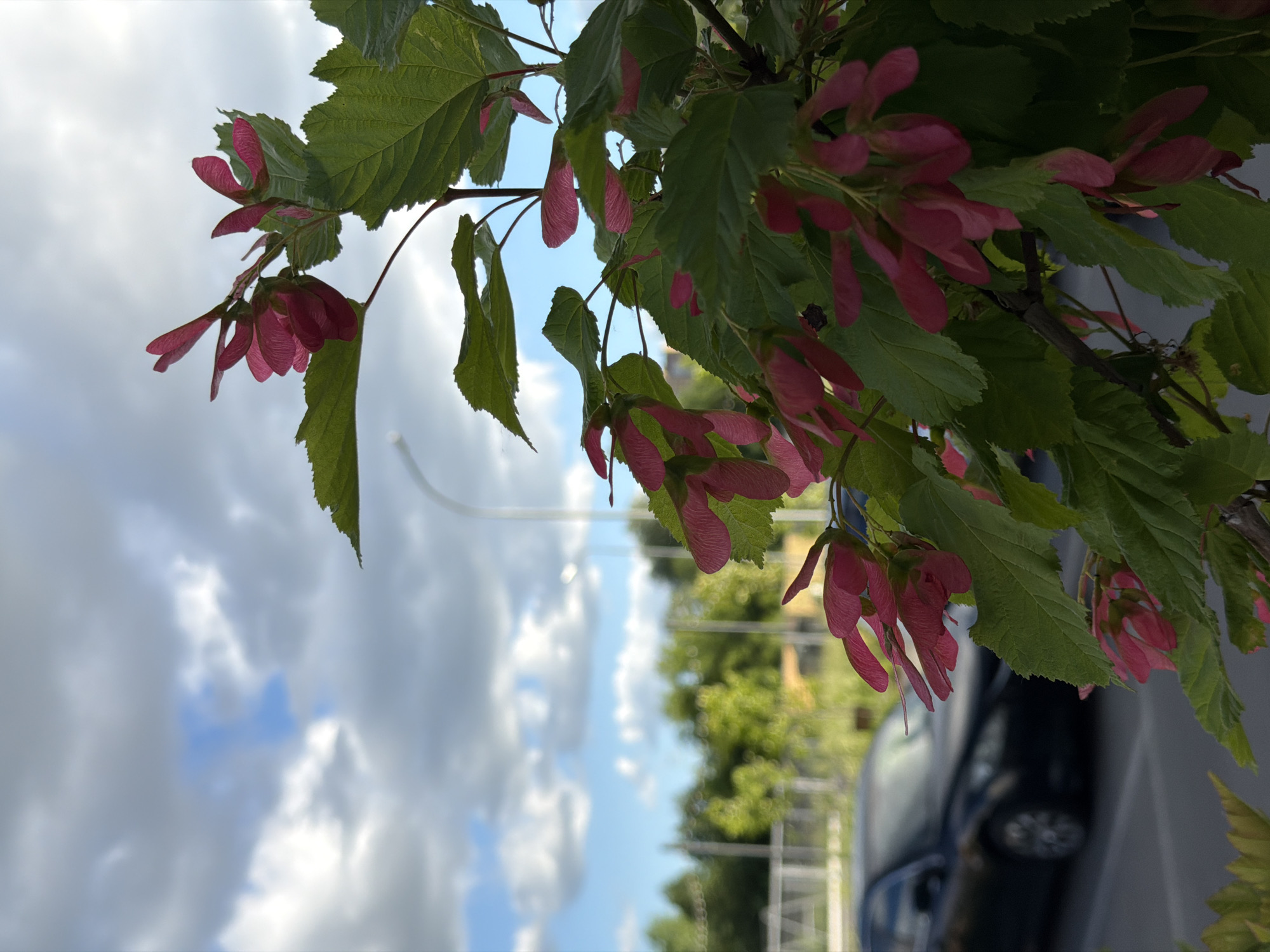 A close-up, eye-level, outdoor shot features a tree branch with vibrant green leaves and clusters of pink winged seeds against a blurred background of a cloudy sky and a dark-colored sedan parked in what appears to be a parking lot. The tree branch dominates the right side of the frame, with its leaves and seeds sharply in focus. The seeds, resembling small, twisted wings, are a rich pink hue. The sky above is filled with a mix of white and grey clouds, with patches of blue visible. To the left and below the branch, a dark-colored sedan is visible, out of focus, parked on a paved surface. In the distance, a blurred line of green trees and a white pole are discernible. The overall scene suggests an urban or suburban outdoor setting.