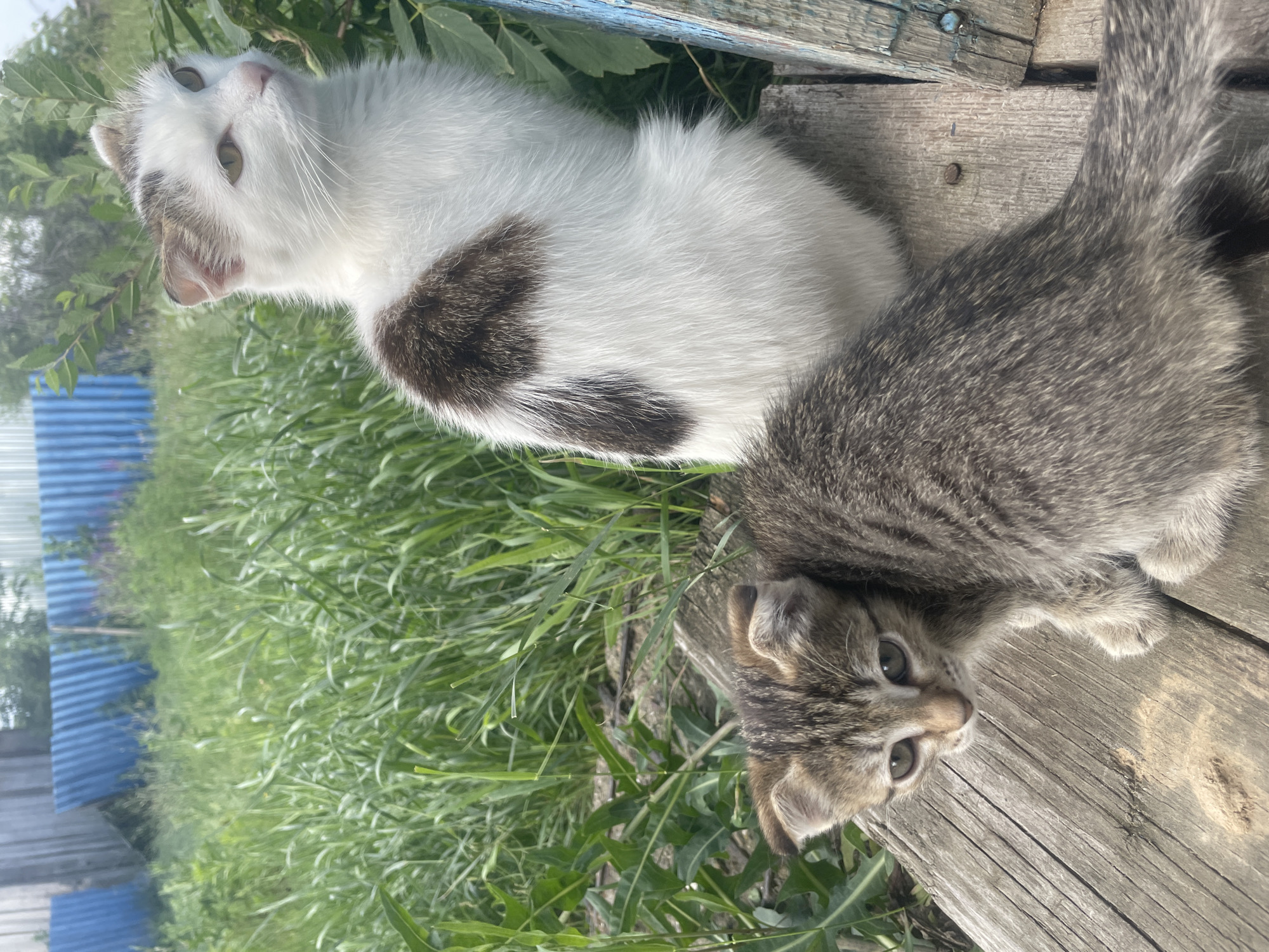 Two cats, an adult and a kitten, are perched on a weathered wooden surface outdoors. The adult cat, predominantly white with brown markings on its back and head, is positioned to the right, looking off-camera to the right. Its ears appear slightly misshapen. The kitten, a tabby with grey and brown stripes, is situated in the foreground to the left, looking directly at the camera with wide green eyes. It is crouched low on the wooden surface. The background consists of tall green grass and foliage, with a blue corrugated fence visible in the distance. The scene appears to be in a rural or semi-rural area, possibly a yard in the village of Linovka, Russia. The lighting suggests it is daytime.