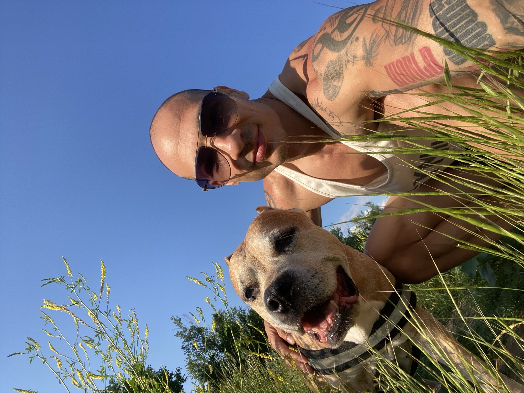 A man and a dog are crouched in tall grass under a clear blue sky. The man, with a shaved head and sunglasses, wears a white tank top and has numerous tattoos on his arms. He is looking at the camera and resting his hand on the dog's head. The dog, a light brown pitbull-type breed with a black and gray striped collar, is panting with its mouth open and tongue visible. Yellow wildflowers are visible in the upper left portion of the frame. The scene appears to be an outdoor recreational area in Pleven, Bulgaria.