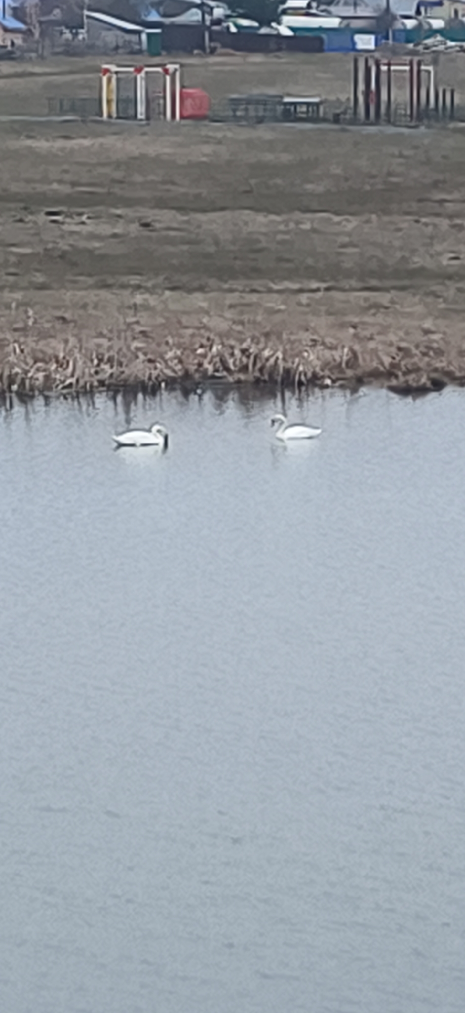 The image depicts a peaceful outdoor scene featuring two white swans on a body of water in the foreground. The water surface is calm and appears grey-blue, reflecting an overcast sky. The swan on the left is closer to the edge, facing left with its head slightly lowered, while the swan on the right is further out, facing right.
Behind the water, a strip of dry, brown reeds and sparse grass separates the aquatic environment from a larger expanse of dry, brownish land. This land area, in the midground, hosts several recreational structures, likely part of a playground or park. These structures include brightly colored elements: a prominent red and white archway, a rectangular red object (possibly a slide or covered bench), and various wooden or metal posts and frames suggesting swings, climbing equipment, and benches or picnic tables. The structures appear somewhat worn.
In the distant background, indistinct buildings of a small settlement are visible under a muted, possibly overcast, sky. The overall impression is one of a quiet, rural or semi-rural setting. The dry vegetation suggests a season like late autumn, winter, or early spring. No people are visible, and there is no discernible text in the image. The scene is likely located in or near Фоки, Russia, based on the provided context.