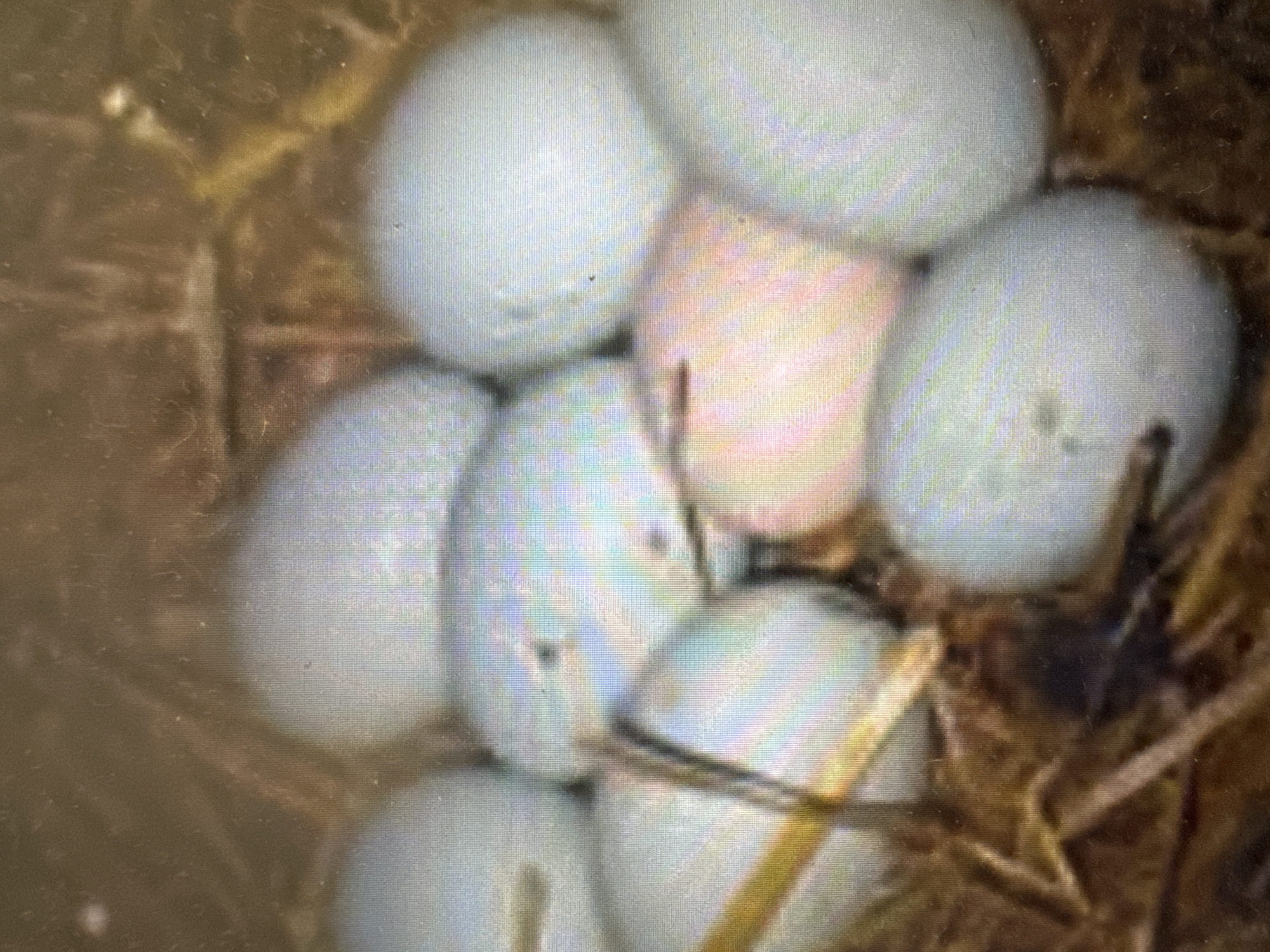 The image shows a close-up view of a bird's nest containing several pale blue eggs. The nest appears to be made of straw and twigs. Some of the eggs are uniformly colored, while one egg in the center has a pinkish hue. The image is blurry and pixelated, suggesting it was taken with a low-resolution camera or from a distance. There are no people or buildings visible, and no specific location in Murcia, Spain, can be identified. The overall scene depicts a natural setting with avian eggs.