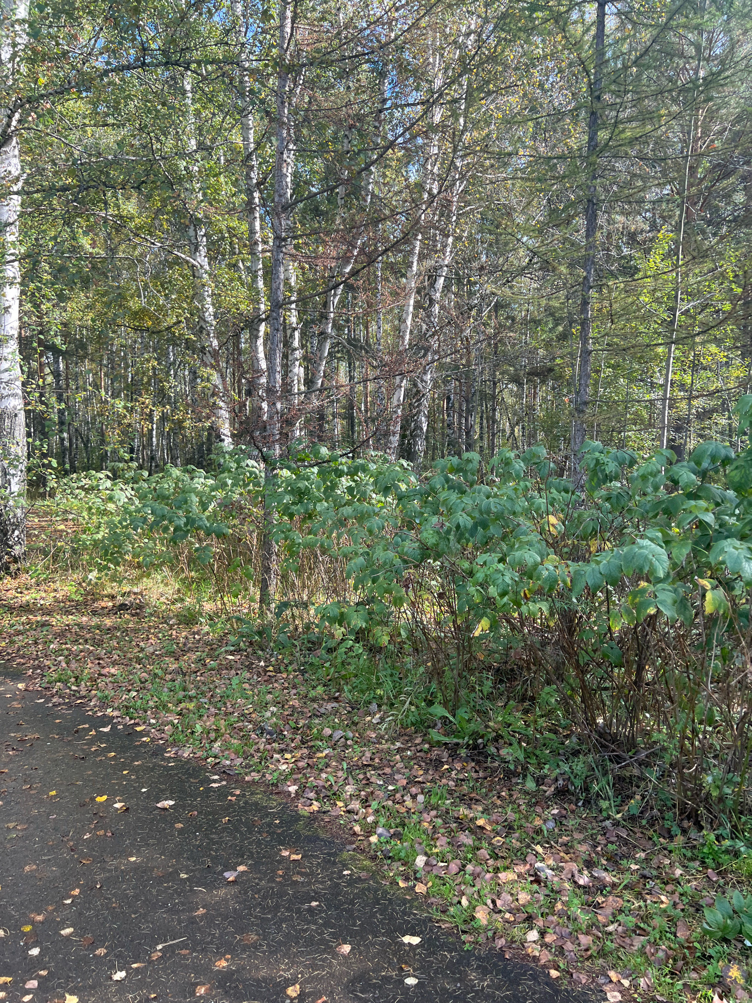 The image depicts a forest path in Krasnoyarsk, Russia, during autumn. The path is made of dark asphalt and is partially covered with fallen leaves in various shades of brown and yellow. To the right of the path, a dense thicket of green bushes with some yellowing leaves is visible, interspersed with dry, thin branches. Behind the bushes, a dense forest of birch and other deciduous trees stretches into the background. The trees have light-colored, distinctive bark, typical of birch trees, and their leaves are a mix of green and yellow, indicating the autumnal season. The sky, visible through the tree canopy in some areas, appears to be a clear blue. The overall scene is natural and serene, characteristic of a park or wooded area within the city.