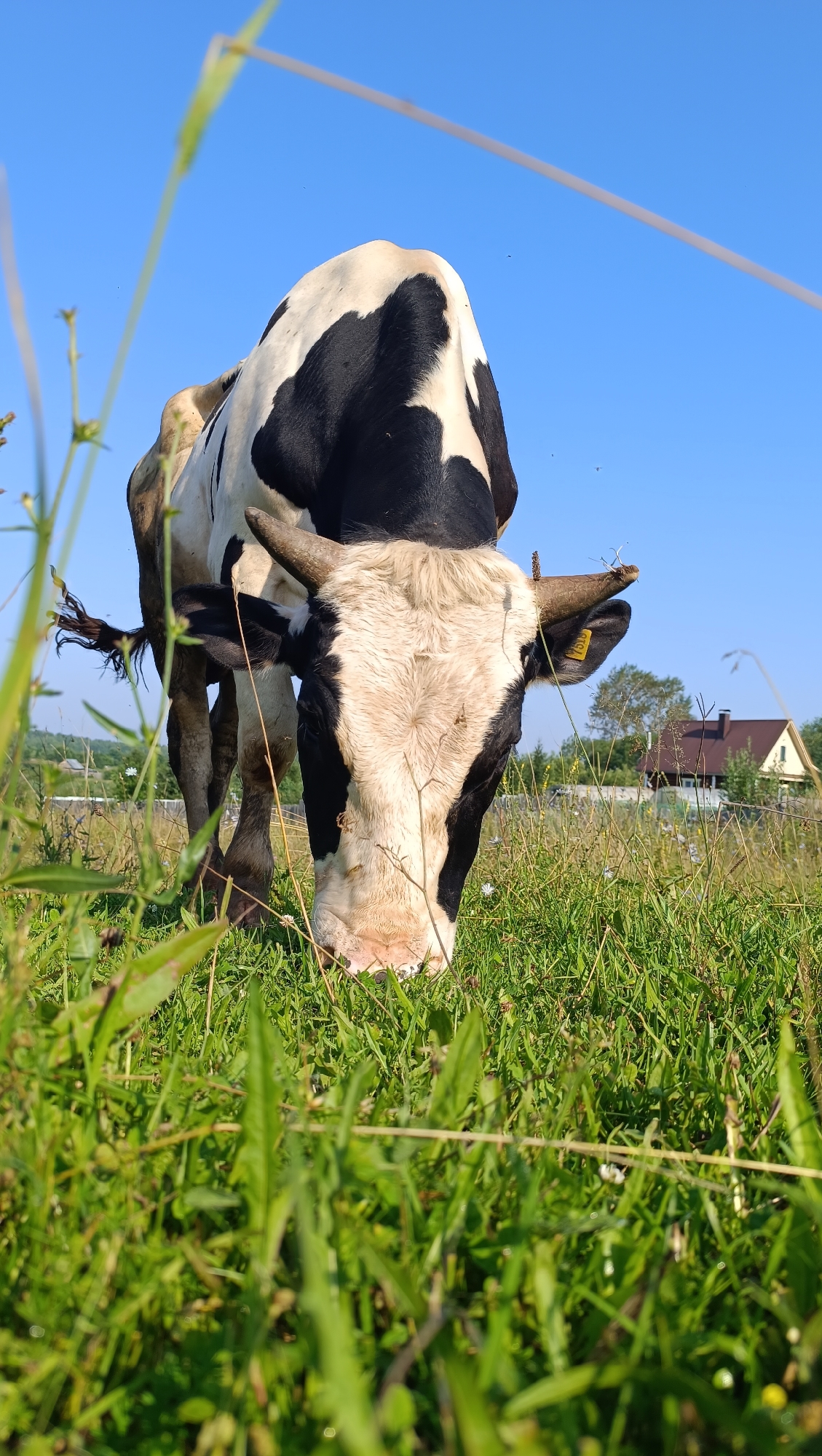 In a bright, sunny outdoor scene, a black and white cow is grazing in a field of green grass. The cow is facing the viewer and is in focus, with its head lowered to eat. The background is blurred but shows a rural landscape with houses, trees, and a clear blue sky. The low camera angle emphasizes the cow's size and presence in the grassy field. The image appears to be taken in a natural setting outside of a city, likely a farm or pasture.