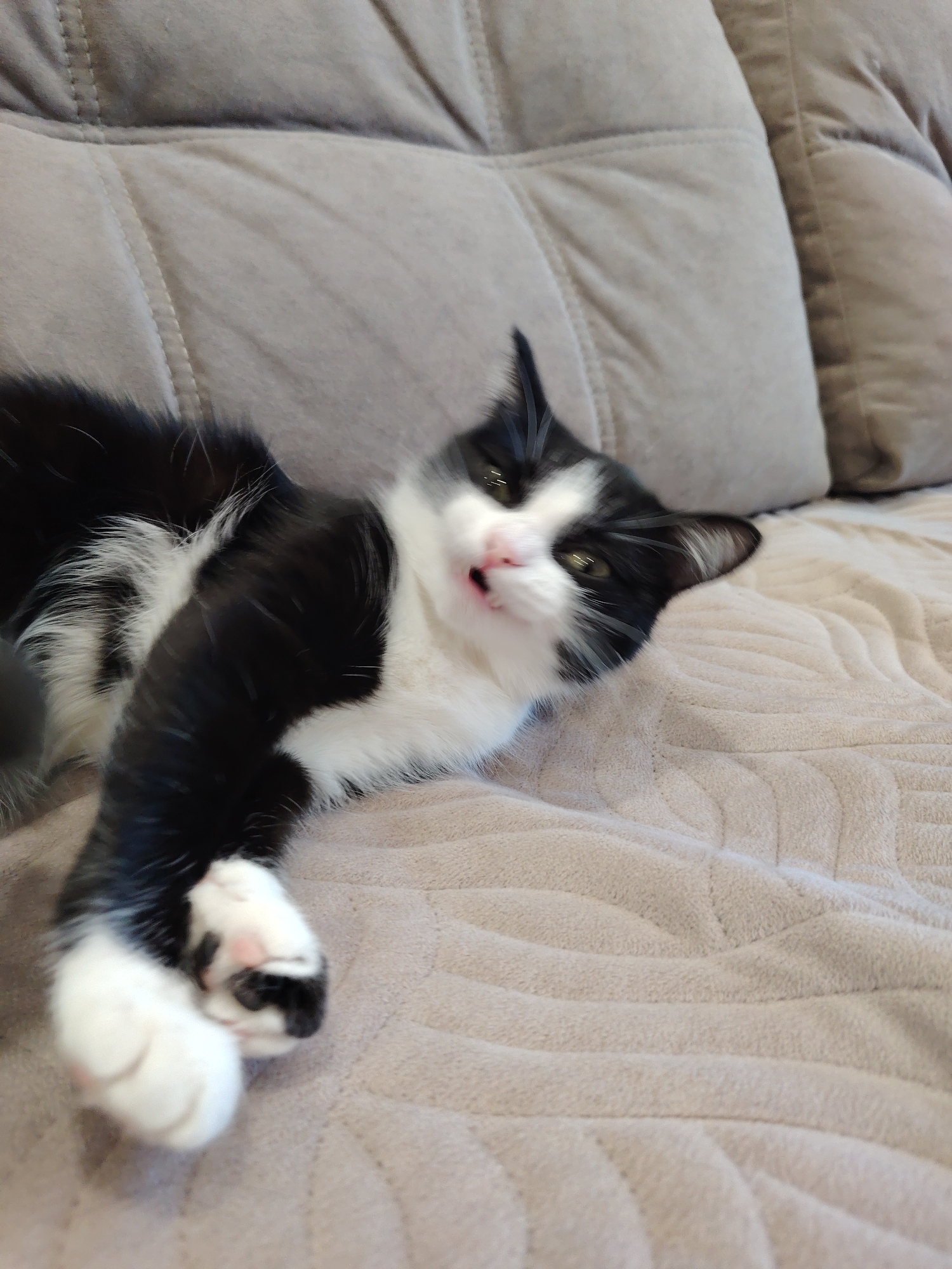 A black and white cat is lying on a beige, textured couch. The cat is positioned at a slight angle, with its front paw extended towards the viewer. The cat's head is tilted back, and its mouth is slightly open. The background consists of the couch cushions, which are the same beige color as the base. The location is in the city of Unknown, Unknown.