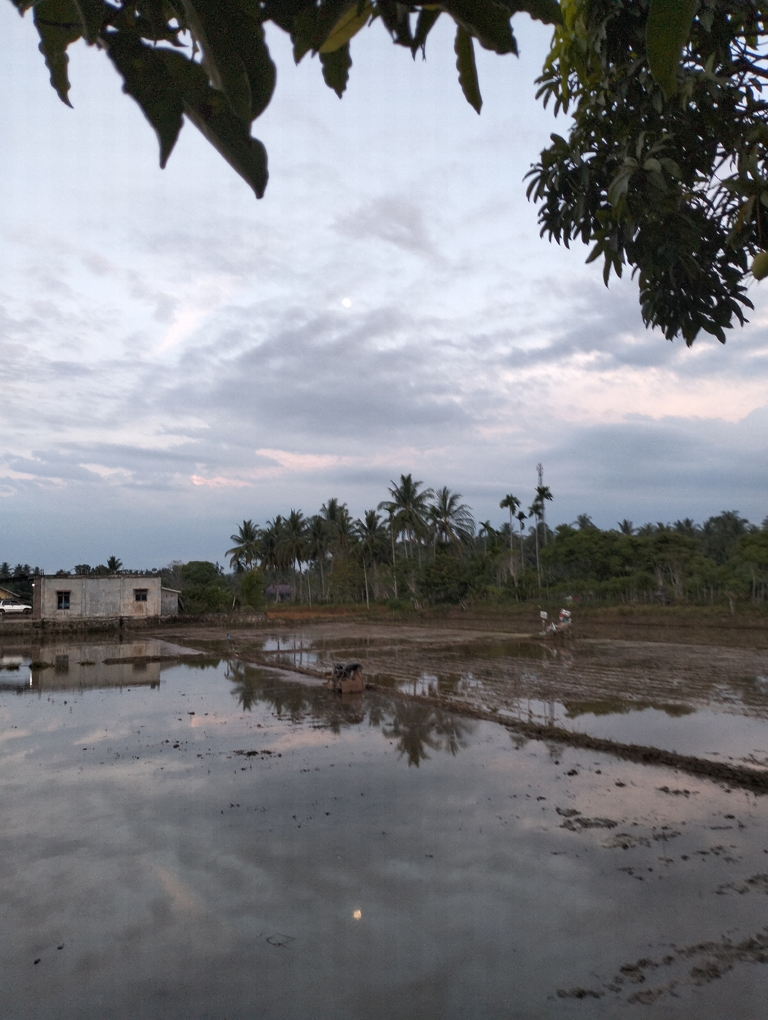 In Blangmetimu, Indonesia, an overcast sky with hints of pink and grey hangs over a flooded rice paddy. The water reflects the muted tones of the clouds and the surrounding environment, creating a mirror-like effect. In the foreground, the wet earth of the paddy is visible, with some small plants growing in the mud. In the middle ground, a small, simple concrete building stands to the left, with two dark window openings. A white vehicle is parked to the left of the building. Further back, a line of palm trees and other dense vegetation stretches across the horizon. Two small figures, possibly farmers, are visible in the distance, working in the paddy. A piece of machinery, likely a tiller, is also present in the paddy. The overall scene depicts a rural landscape at dusk, characterized by its tranquility and the natural beauty of the Indonesian countryside.