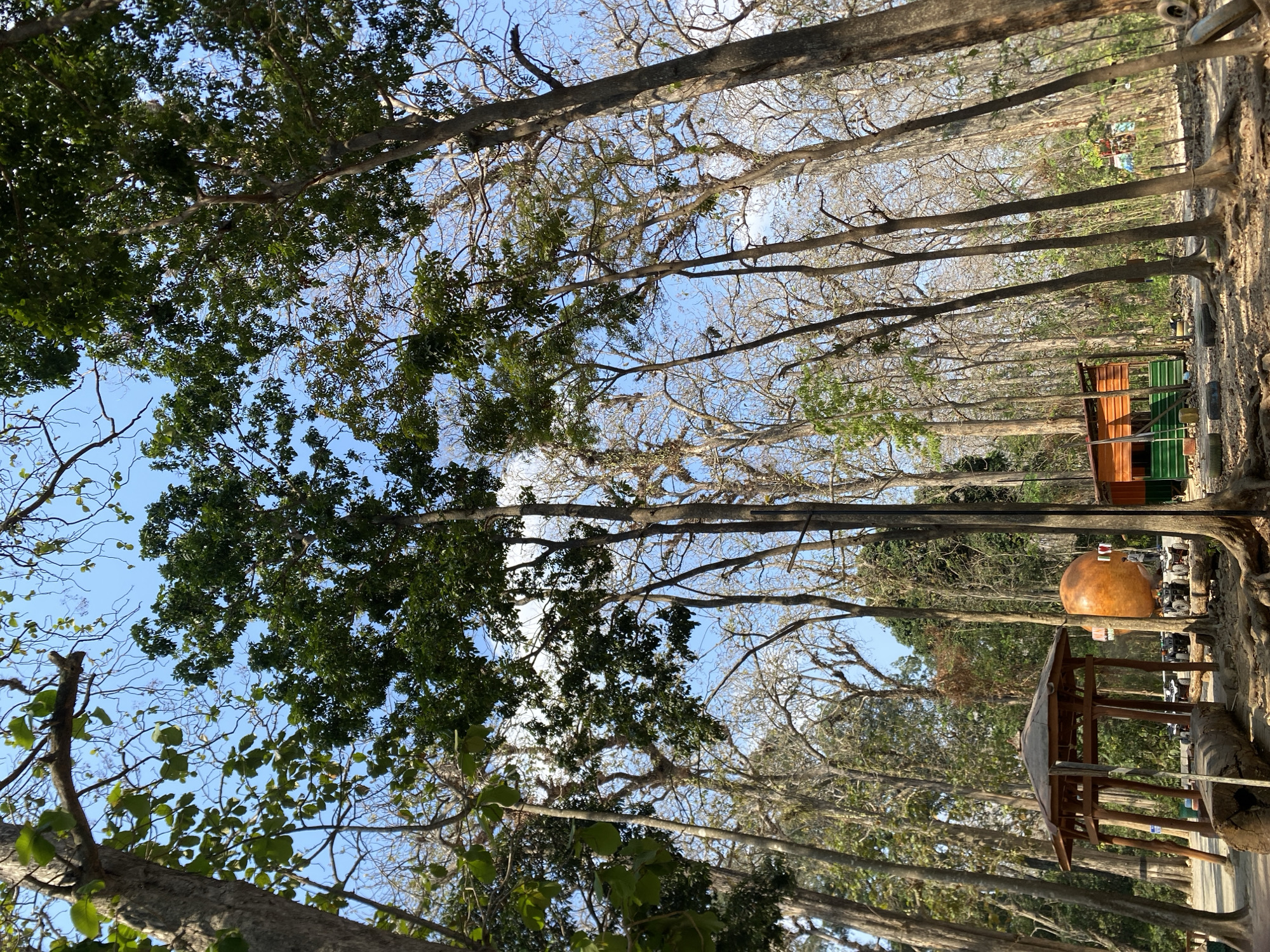 In a forest clearing, a wooden gazebo with a hexagonal roof stands to the left of a large, round, orange object that resembles a balloon or a giant ball. To the right of the orange object is a small, colorful building with a green base and an orange and brown upper section. Several ATVs are parked in the vicinity of these structures. The scene is framed by tall trees with dense green foliage and bare branches, under a bright blue sky with scattered white clouds. The ground is covered with dirt and fallen leaves, with exposed tree roots visible. The location is within a forest, with no specific city or country identified.
