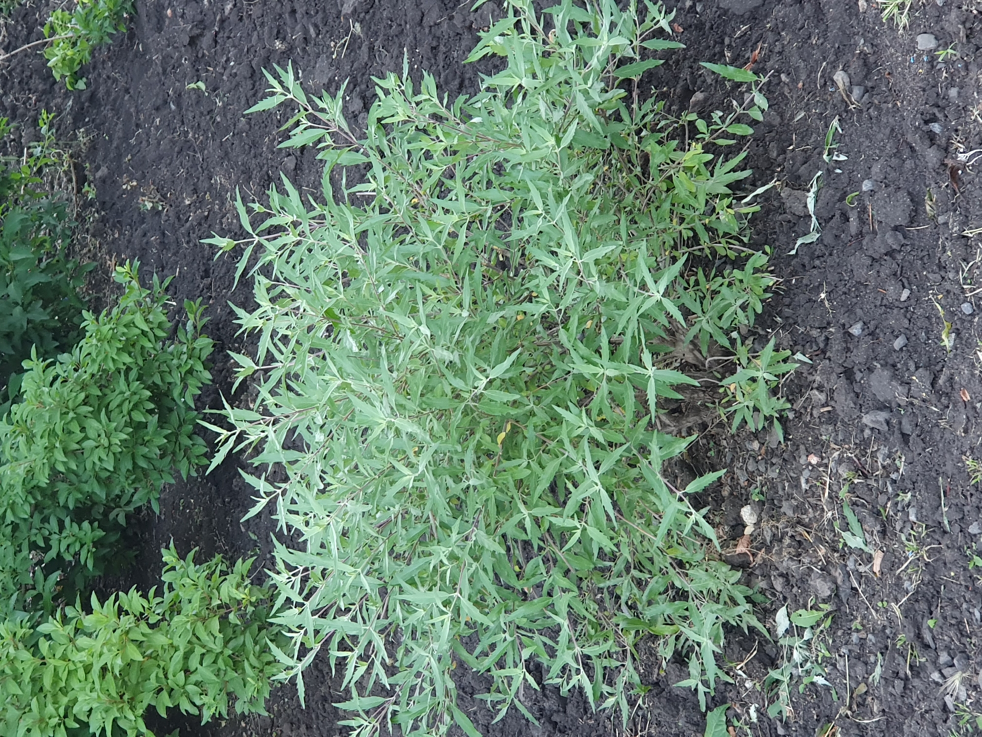 A deciduous shrub with a dense, bushy growth habit is centered in the frame. The shrub has numerous thin, wiry stems that are a reddish-brown color, branching out to support an abundance of narrow, lance-shaped leaves. The leaves are a light green color, with serrated edges and a slightly fuzzy texture, tapering to a point. The shrub is planted in dark, rich soil that appears to be somewhat dry and crumbly, with a few scattered small stones and bits of dried plant matter. In the background, the dark soil continues, with another, larger shrub with darker green foliage visible to the left and behind the central subject. The lighting suggests it is daytime, with soft, diffused light illuminating the scene. There are no people or animals present. The scene appears to be in a garden or park setting.