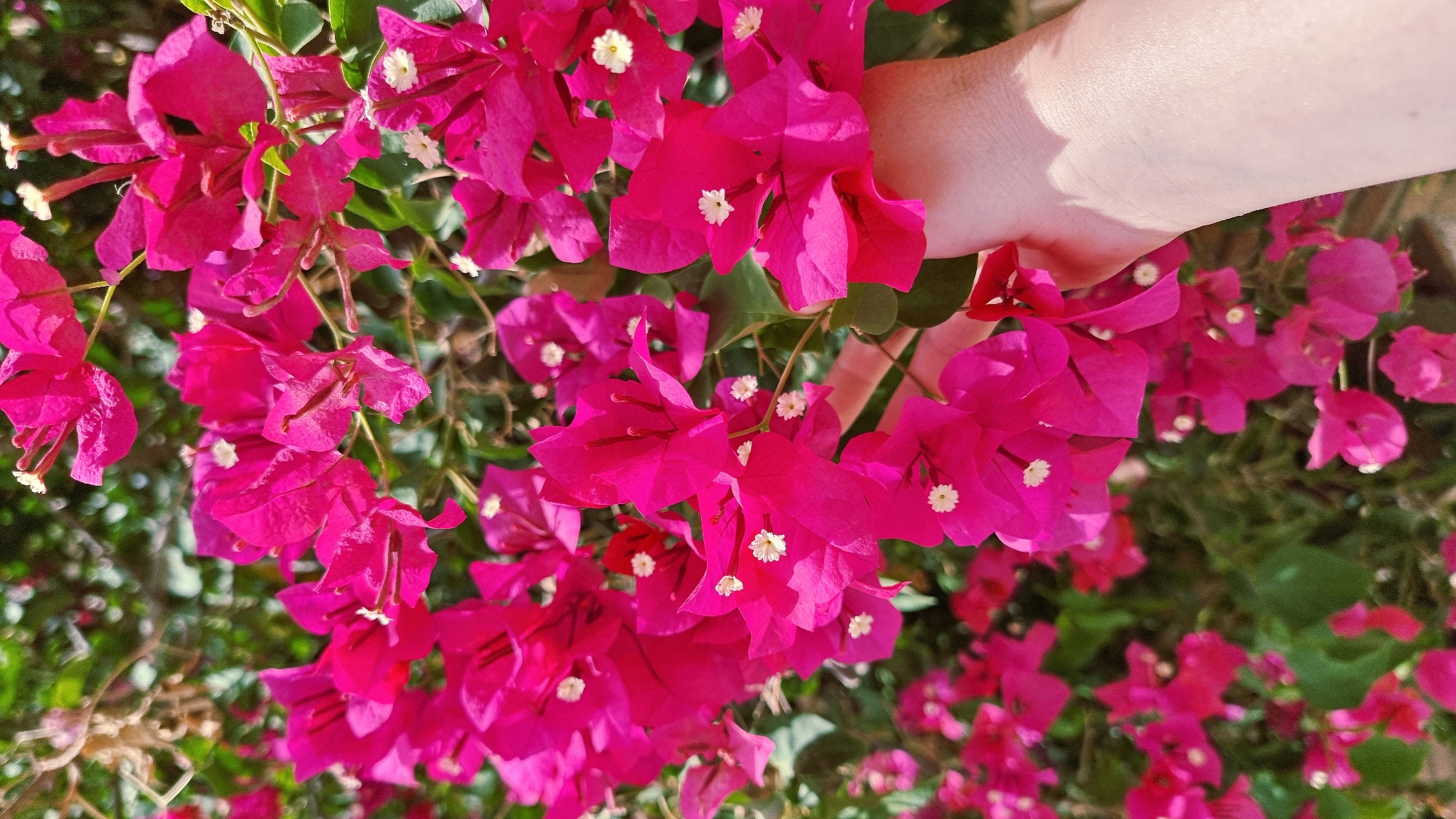 A close-up, eye-level shot captures a hand gently touching a cluster of bright pink bougainvillea flowers. The bougainvillea branches, laden with vibrant magenta bracts, cascade down the right side of the frame. Small, delicate white flowers are visible nestled within the bracts. The background is a soft blur of green foliage and hints of other pink blossoms, suggesting a dense garden or bush. The hand, positioned in the lower right quadrant, exhibits fair skin with subtle shadows and highlights, indicating natural light. The overall scene evokes a sense of natural beauty and gentle interaction with flora. This image was taken in L'Escala, Spain.