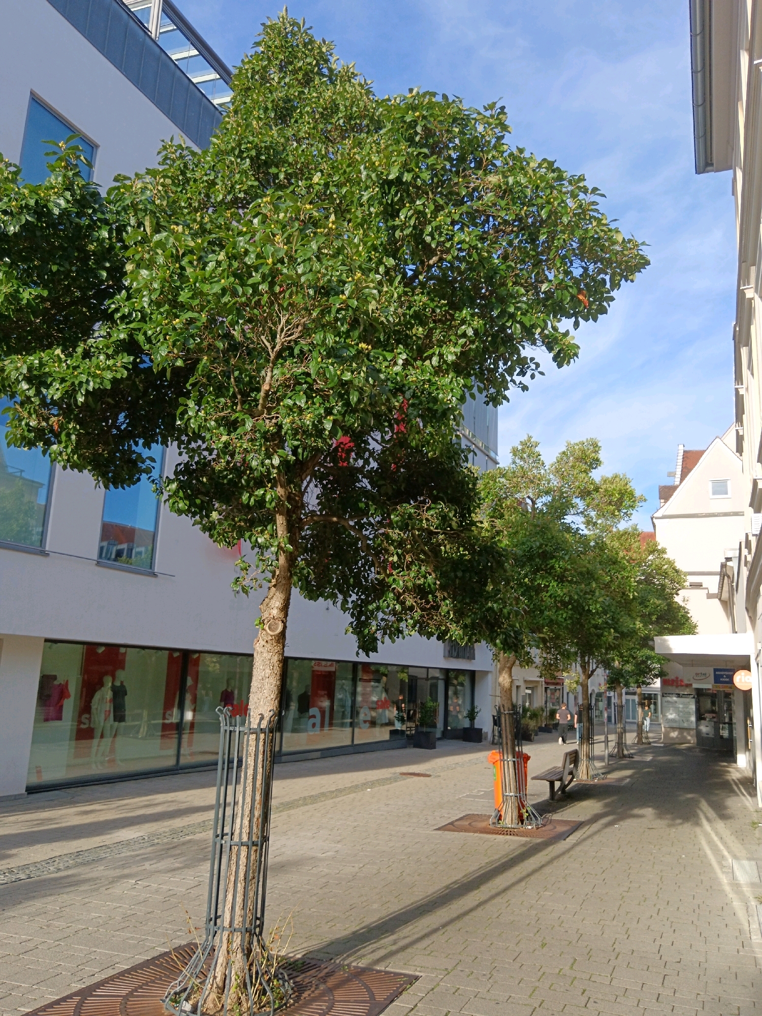 The image depicts an outdoor scene in a city, likely Kempten (Allgäu), Germany, on a clear day with blue skies and scattered clouds. In the foreground, a tree with green foliage and some visible red fruit is protected by a metal grate around its base and a cylindrical cage around its trunk. The tree stands on a paved sidewalk made of interlocking bricks.
To the left of the tree is a modern building with a white facade, large windows, and a reflective surface. Red clothing and mannequins are visible through the shop windows, indicating a retail establishment. The building's upper section features a dark, angled roof with skylights.
Further down the sidewalk, a row of trees follows the street. One of these trees has an orange cylindrical protector around its trunk. A wooden bench is placed between two trees. In the background, more buildings with pitched roofs are visible. A person, a male, is walking away from the camera on the sidewalk. Another person, also a male, is seen near a shop entrance further down the street. Shadows from the trees and buildings are cast across the sidewalk. The overall scene suggests a commercial street in a European city.