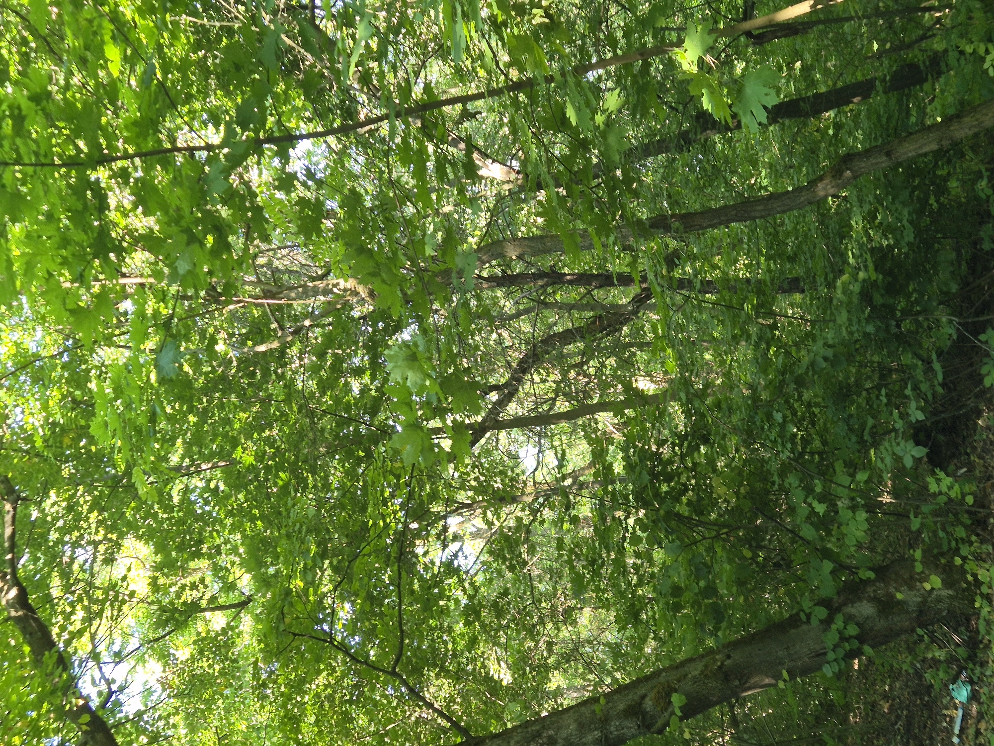 This media file captures a low-angle view looking up into a dense forest canopy, predominantly featuring lush green leaves and tree branches. The scene is characterized by a play of light and shadow filtering through the foliage, suggesting it was taken on a bright, possibly sunny day. The orientation of the image is such that the viewer is looking upwards, as if lying on the forest floor.
The subjects are primarily natural elements: numerous trees, their branches crisscrossing, and a thick covering of leaves that dominate the frame. The texture of the bark on some of the larger branches is visible, hinting at the age and type of trees in the forest. In the lower right quadrant, a fallen log or a thick branch lies horizontally, covered in some smaller leaves and possibly moss. There are no visible people or man-made objects other than a small hint of a light blue object peeking out from behind some foliage at the very bottom right edge of the image, which could be part of a bag or piece of clothing, but it is too indistinct to identify.
The activity or event taking place is simply the state of being within a forest. There is no discernible action. The mood evoked is one of natural tranquility and immersion in greenery. The time of day appears to be daytime, given the quality of light, and the weather seems fair, allowing sunlight to penetrate the leaves. The location cues, such as the type of deciduous trees and undergrowth, are consistent with a temperate forest environment, and specifically with the context of Sozonivka, Ukraine. There is no visible text within the image.