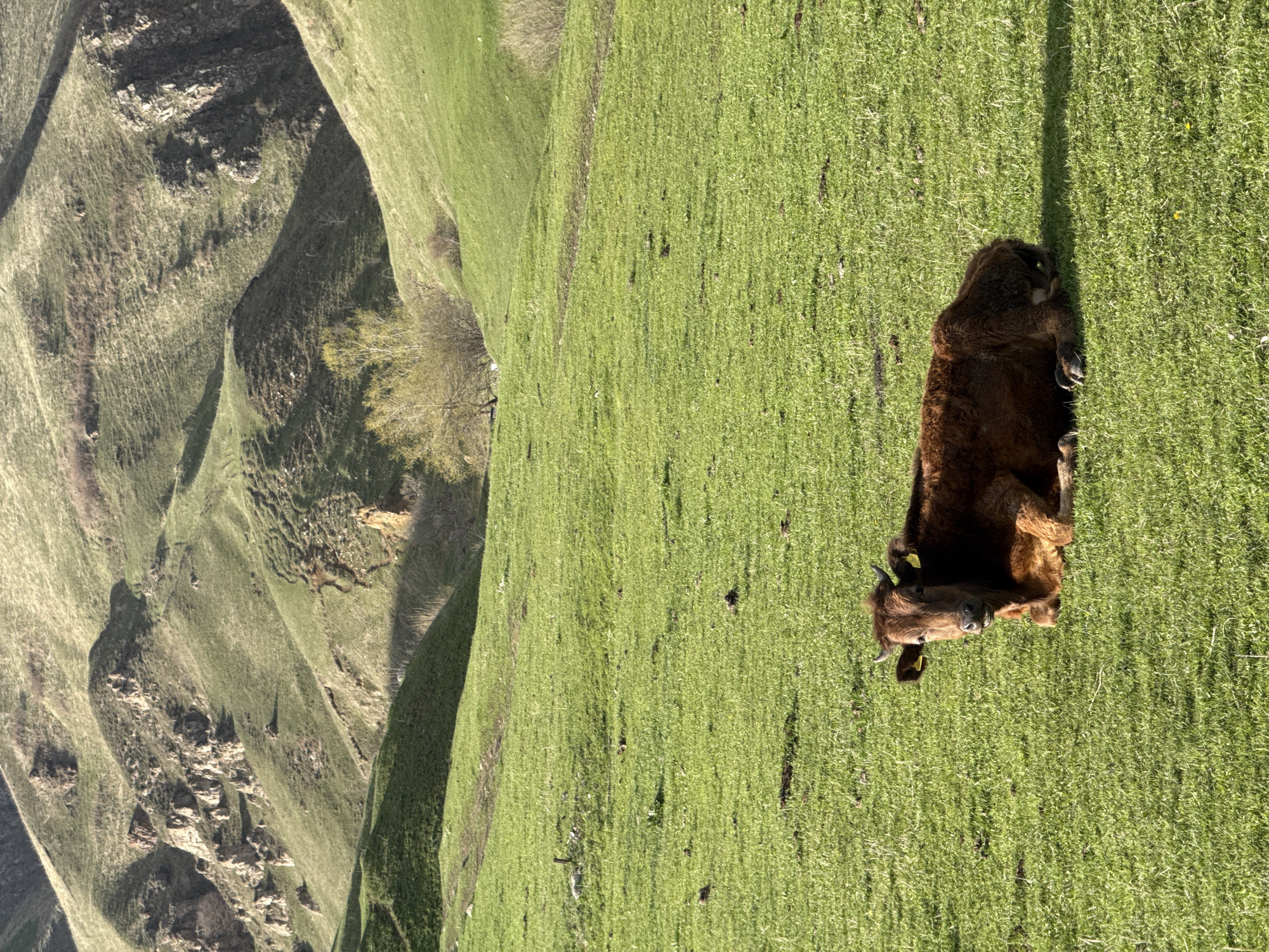 A brown cow with yellow ear tags is lying in a field of green grass. The field is part of a hillside landscape with areas of exposed rock and sparse vegetation. The location is Margahovit, Armenia.
