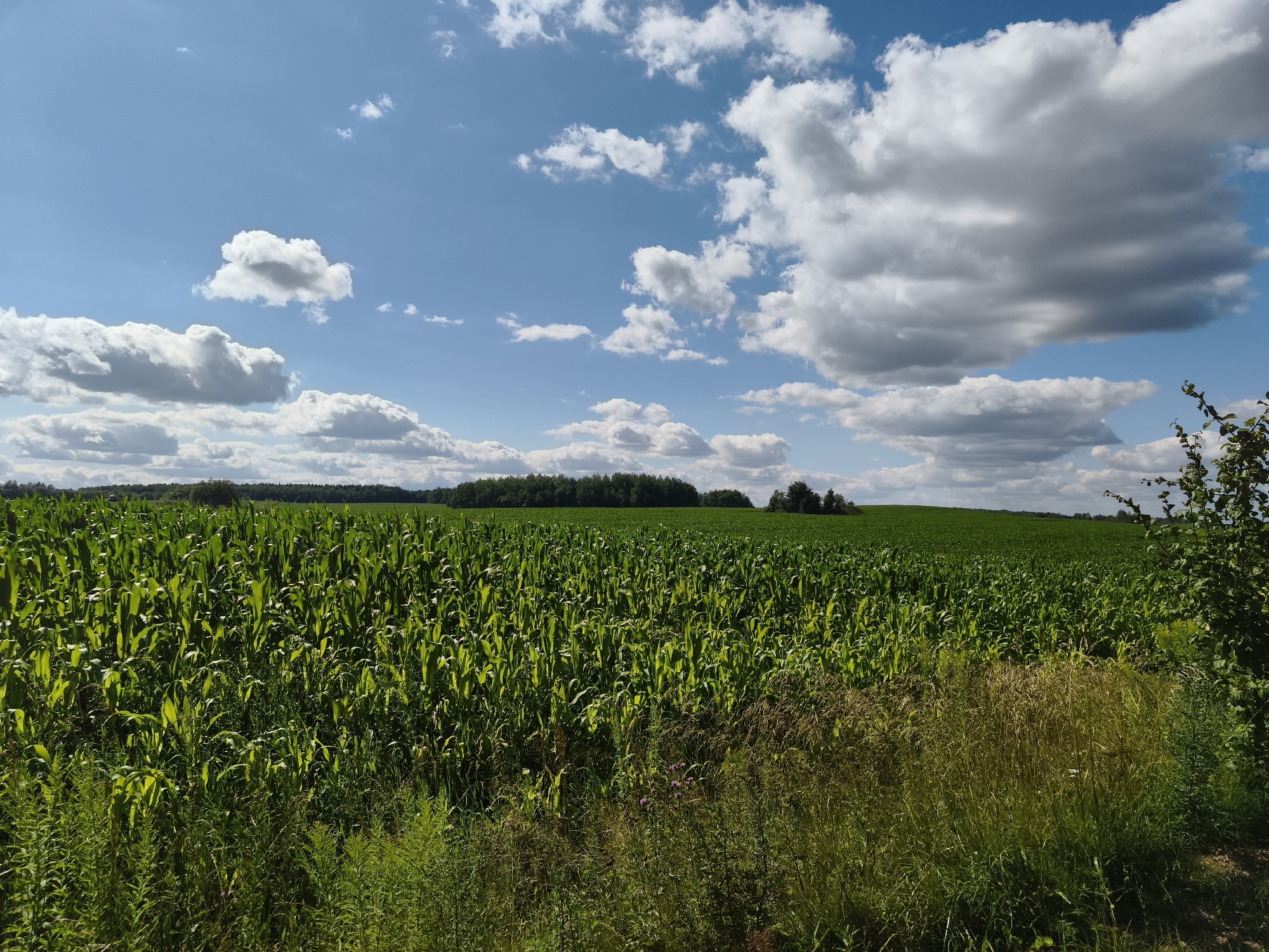 The image depicts a vast, green cornfield under a bright blue sky with fluffy white clouds. The corn stalks are tall and densely packed, creating a textured carpet of green that stretches towards the horizon. In the distance, a line of trees forms a dark, undulating border against the sky. The foreground is characterized by a mixture of tall grasses and some smaller wild plants, with a hint of dry, golden stalks intermingled with the green. The overall impression is one of a rural landscape bathed in sunlight, evoking a sense of summer abundance and open space. The location is identified as the Garanski Sel'skiy Sovet in Belarus. There are no people or animals visible in the scene.