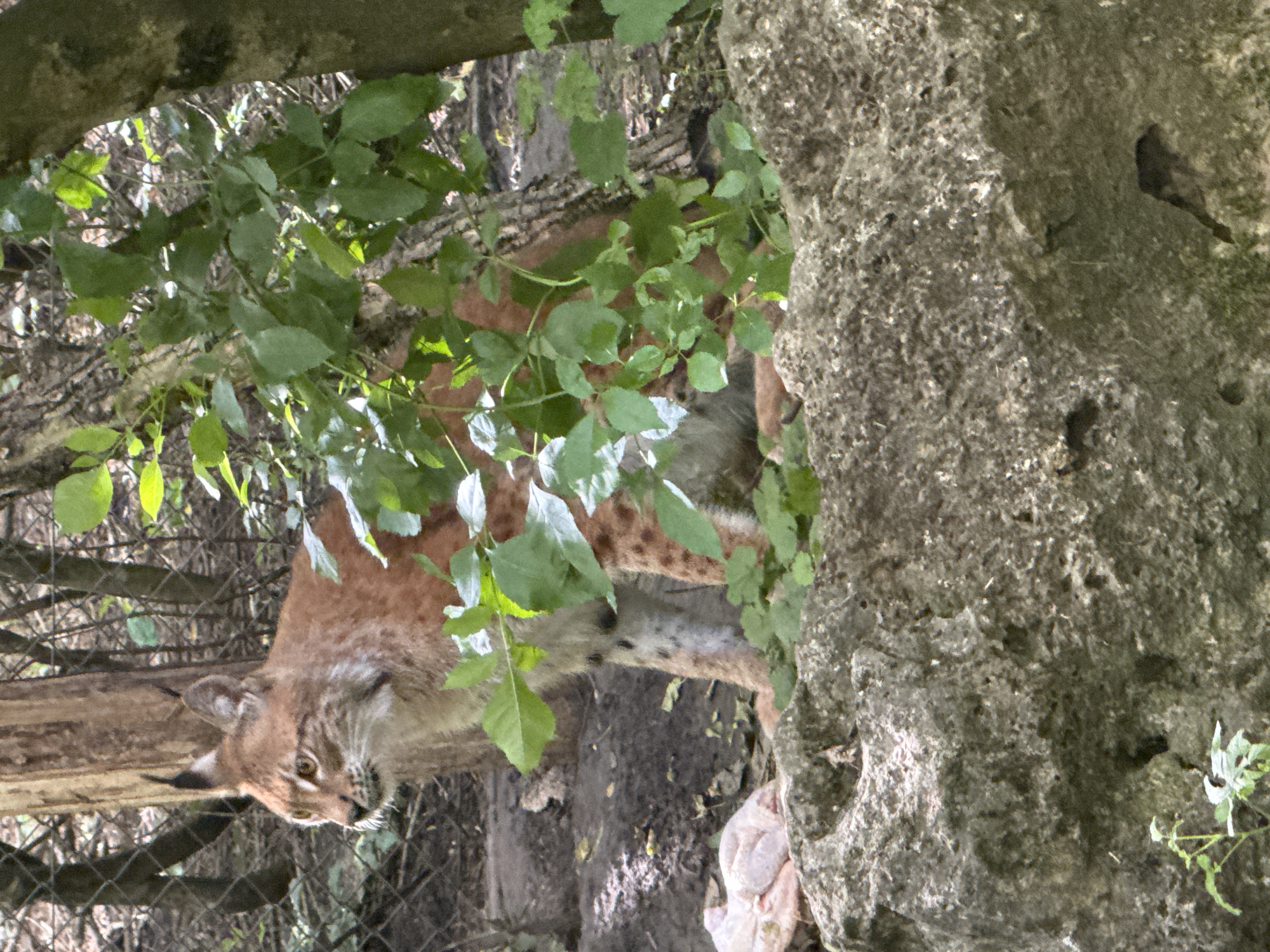 The image shows a Eurasian lynx in an outdoor enclosure, likely at a zoo. The lynx, with its distinctive ear tufts and spotted coat, is partially obscured by foliage and stands near a large rock in the foreground. Behind the lynx, a wire fence is visible, suggesting a contained environment. The ground is covered with dirt and fallen leaves, and trees with rough bark form the backdrop. In the lower left portion of the image, a piece of pinkish material, possibly food or bedding, rests on the ground near the rock. The scene is illuminated by natural light, casting dappled shadows. The image was taken in Dobrich, Bulgaria, likely within the city's zoo.