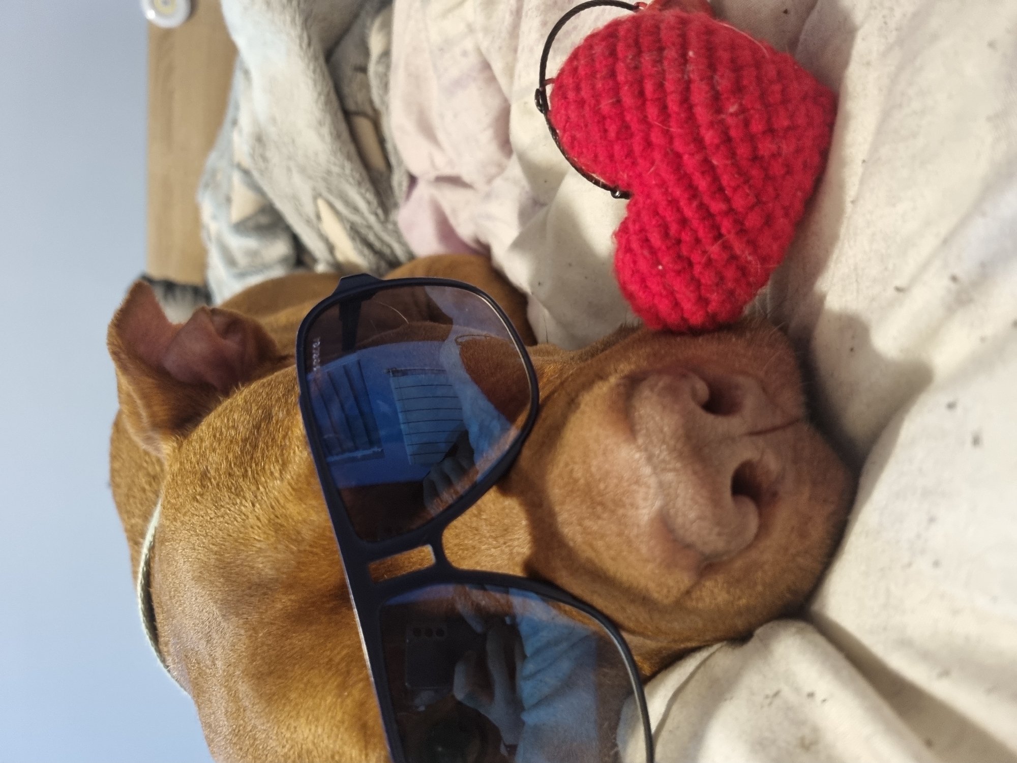 A close-up, eye-level, indoor shot shows a brown dog lying on white bedding with a crocheted red heart resting on its nose and black sunglasses perched on its head. The dog's head is on its side, mostly facing the viewer, and the rest of its body is out of view. The sunglasses have reflective blue lenses. The red heart has a black loop at the top. The bedding is slightly wrinkled and has some small dark specks. Behind the dog and bedding, there are other blankets or soft items in shades of white, gray, and pink. In the upper left corner, there is a circular white object. The scene lacks any information about the city or location.