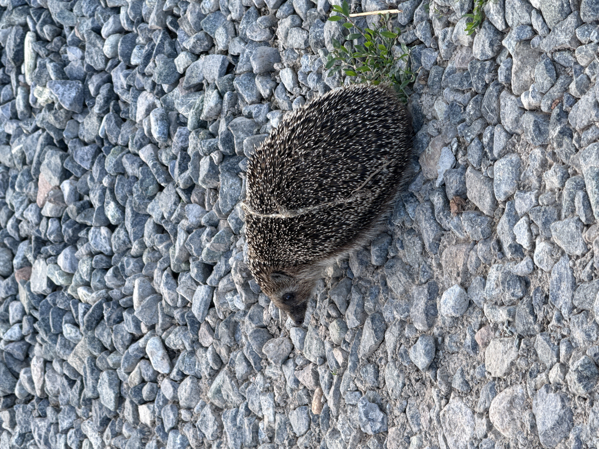 A close-up, high-angle shot shows a hedgehog on a gravel surface. The hedgehog is facing left and is mostly curled up, with its spines visible. A piece of thin, light-colored string is wrapped around its back. The gravel is a mixture of gray and blueish stones of various sizes, with some dirt and small green plants visible. The scene is outdoors, likely in an unpaved area. The location is identified as Pyachanki, Russia. There are no people or interactions depicted.