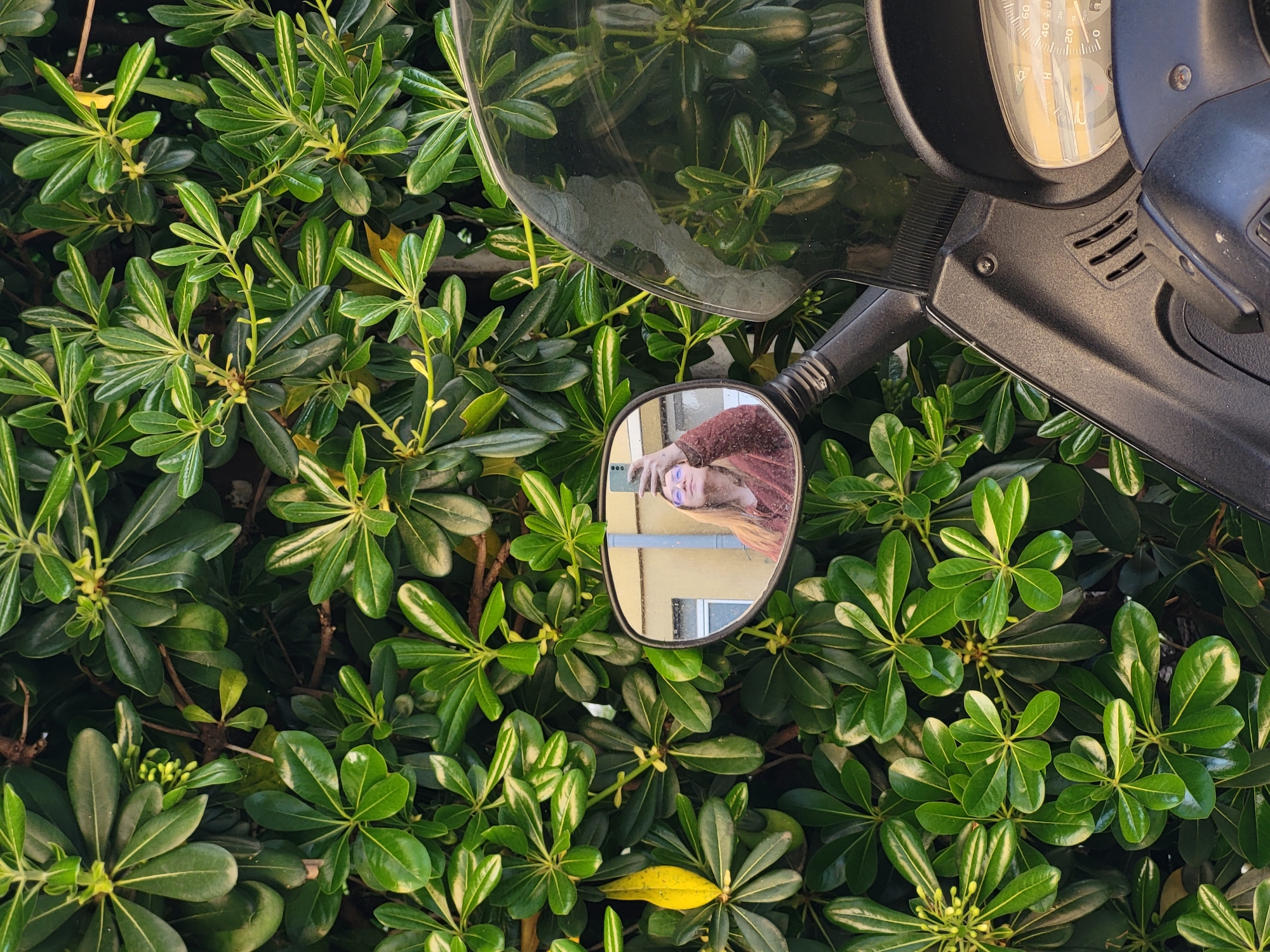 The image presents a close-up view of a scooter parked amidst lush green foliage, likely in an urban setting. The scooter's right handlebar, mirror, and portions of the speedometer are visible, contrasting with the verdant background of what appears to be a well-maintained hedge or shrubbery. The mirror reflects a person, presumably the photographer, wearing glasses and a maroon sweater. The overall impression is of a moment captured during a leisurely exploration of a place with vibrant greenery. This image could be captured in the city of Budva, Montenegro, a city well known for its scenic Mediterranean coastline. This environment is recognizable due to the type of plants that grow locally.