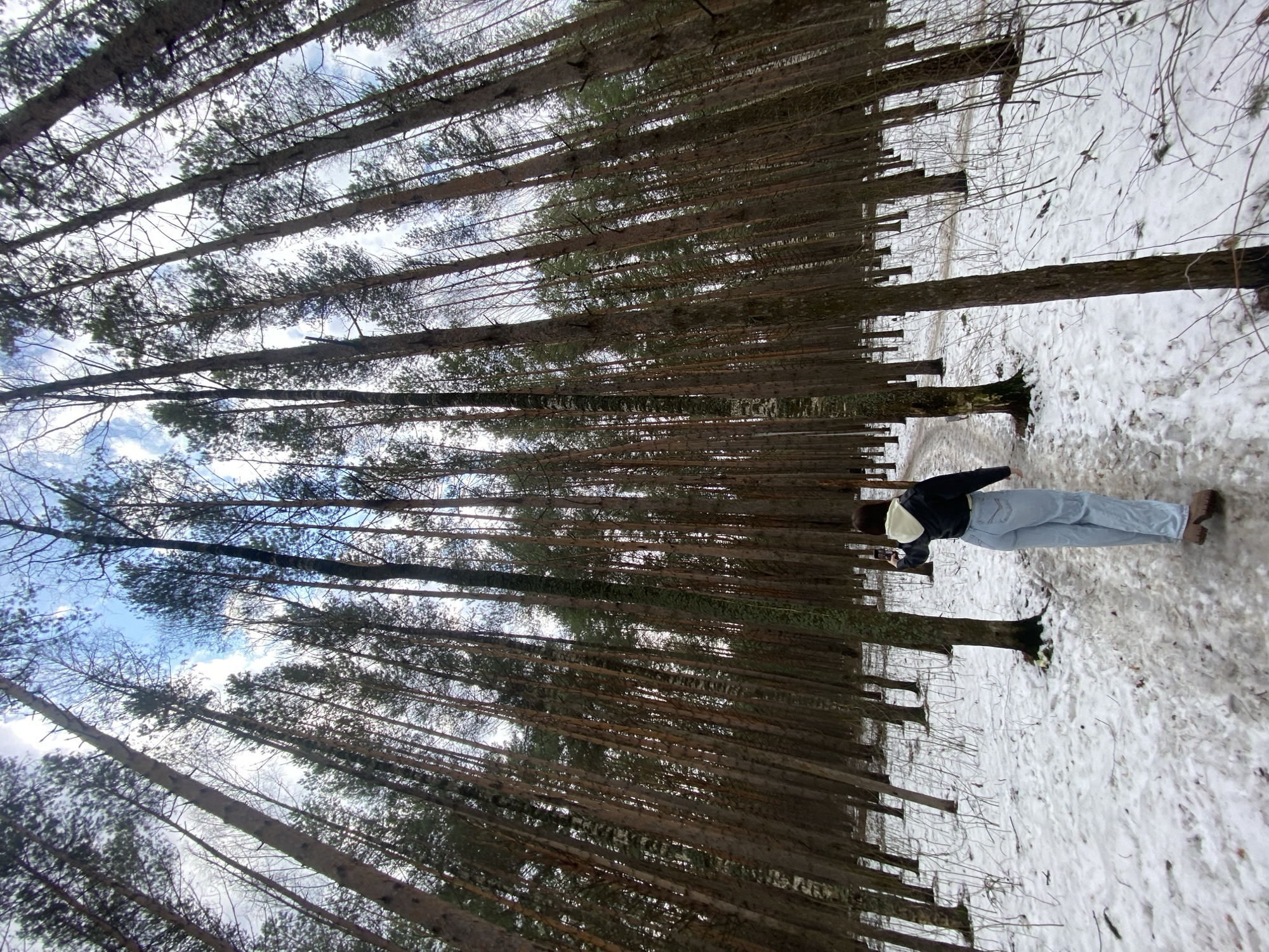 The image shows a person standing in a forest of tall, thin trees in Chaikovsky, Russia. The ground is partially covered in snow. The person is wearing light blue jeans, a black jacket, and brown shoes, and they are standing on a dirt path. The trees are dense and create a sense of enclosure. The sky is visible through the gaps in the branches and is a light blue color.