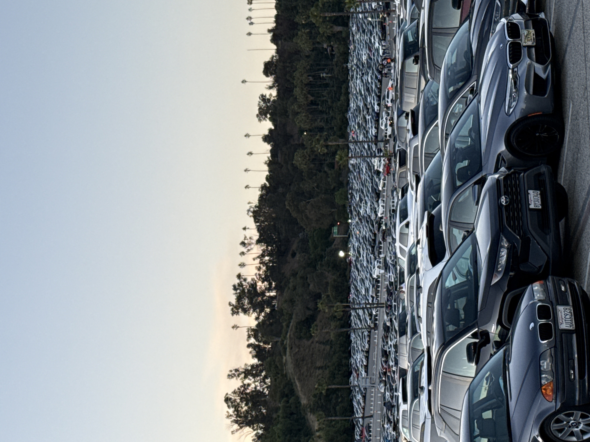 The image displays a vast parking lot filled with cars, appearing to be in the city of Los Angeles, USA. A densely wooded hillside lines one side of the parking area, with tall palm trees interspersed among the other trees. The sky above is a pale gradient from blue to light yellow, suggesting either dusk or dawn. The foreground consists of rows of parked vehicles, mostly appearing to be passenger cars, tightly packed together.