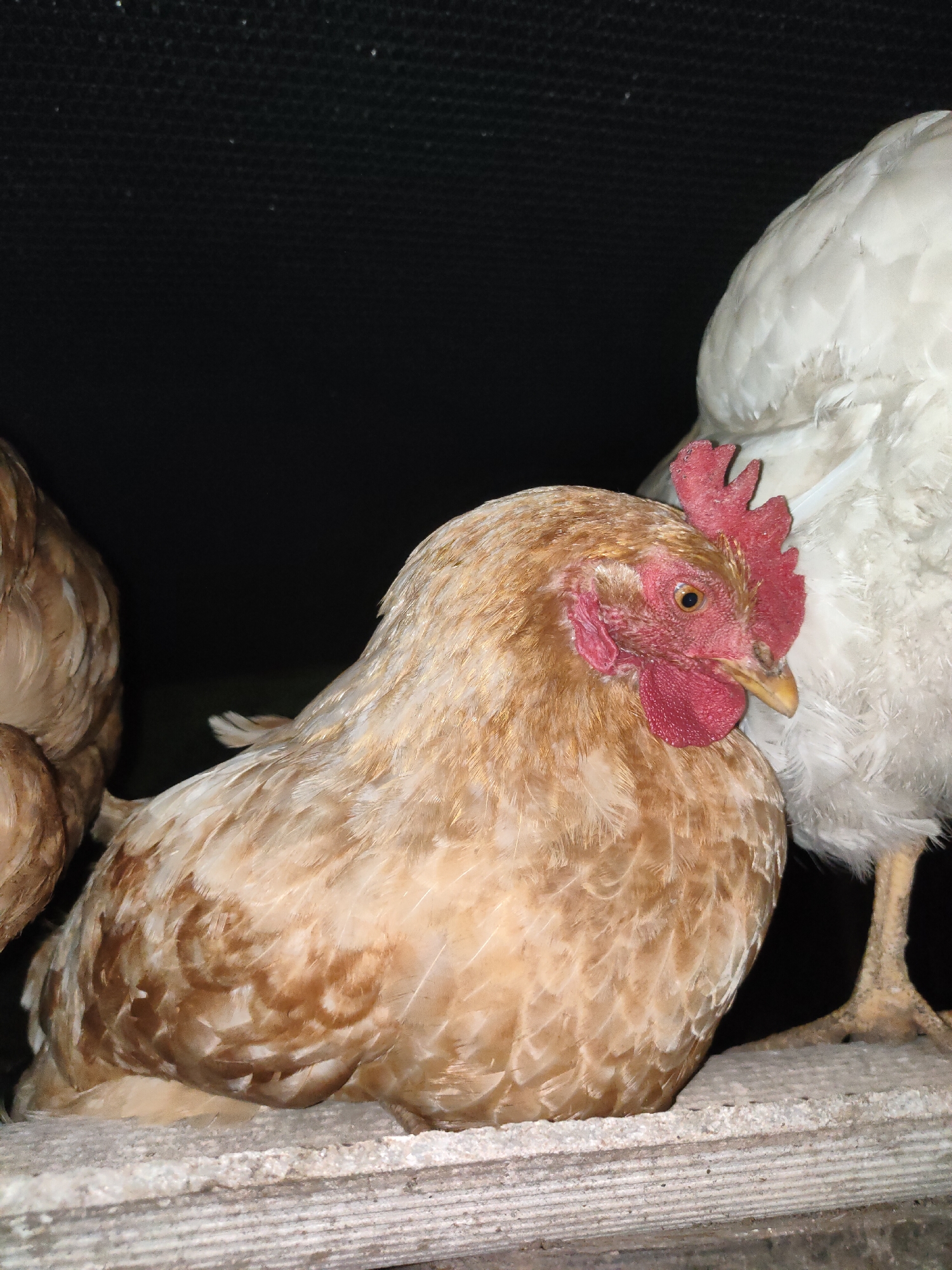 In Ternovka, Moldova, three chickens are visible. The most prominent chicken is in the foreground, facing left, with light brown and white feathers. It has a bright red comb and wattles, and its eye is open. Behind it, to the right, is a white chicken, mostly out of frame. To the far left, partially visible, is another chicken with light brown feathers. The chickens are resting on a textured, light-colored surface, possibly concrete, with horizontal ridging. The background is dark and appears to be a solid black material, possibly netting or fabric.