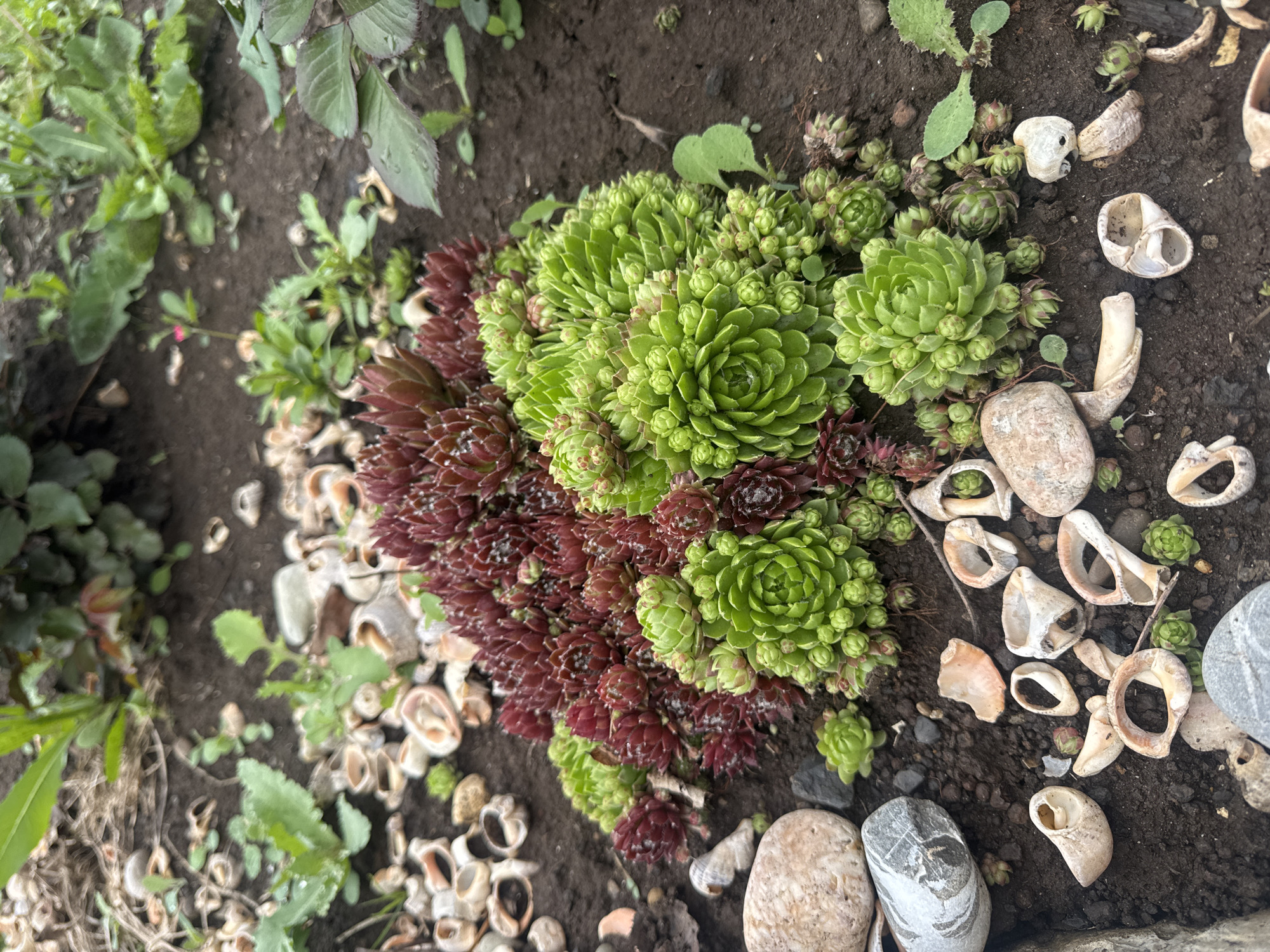 The image shows a garden bed in Chaikovsky, Russia, containing several Sempervivum plants, also known as hens and chicks. These succulents are arranged in a cluster, with some displaying a green coloration and others a reddish-brown hue. The surrounding soil is dark and interspersed with various small seashells and smooth, rounded pebbles. There are also weeds and other small plants growing around the succulents.