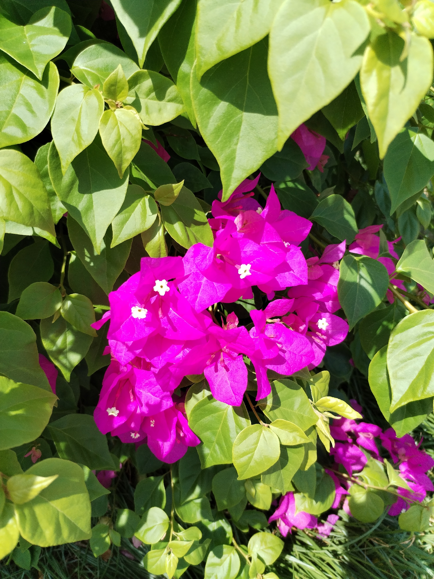 A close-up, eye-level shot captures a cluster of vibrant magenta bougainvillea flowers, their delicate petals contrasting with the lush green foliage surrounding them. The leaves, some bright and glossy, others in shadow, create a natural frame for the blooming flowers. The sunlight illuminates the scene, casting soft shadows and highlighting the intricate details of the petals, which feature tiny white centers. The background appears to be an outdoor setting, possibly a garden or a plant-filled area, with hints of grass visible at the bottom. The overall impression is one of natural beauty and vibrant color, indicative of a warm, sunlit environment.
