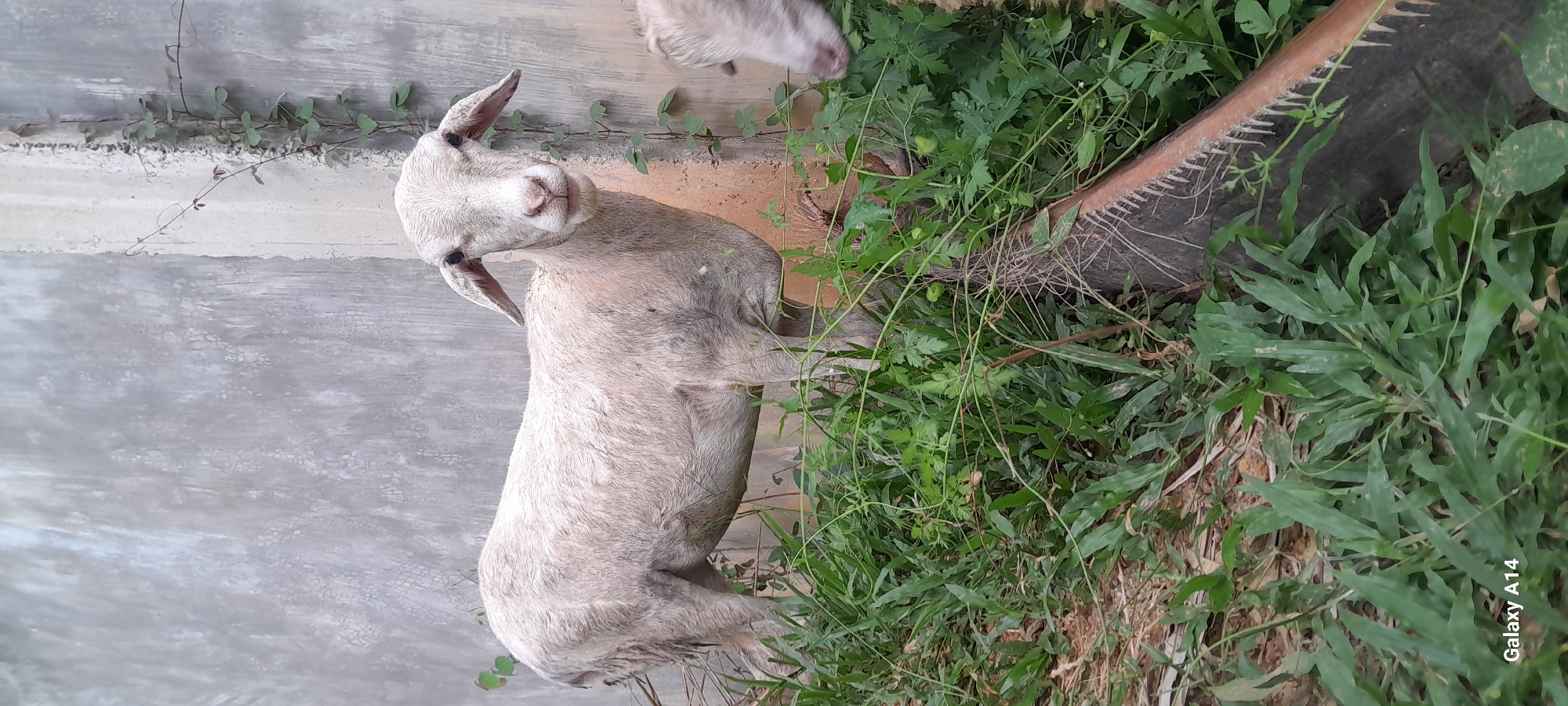 A white sheep stands in front of a textured concrete wall, overgrown with vines. The sheep faces the camera, its ears pointed outwards. Green grass and other vegetation surround the sheep's legs and the base of the wall. A portion of another sheep's head is visible on the right side of the image, facing away from the camera. The background wall is rough and appears to be weathered. The scene is set outdoors, with the presence of a concrete wall and natural vegetation suggesting an area within or adjacent to a rural or semi-rural environment. The image was taken in Tanjong, Indonesia.