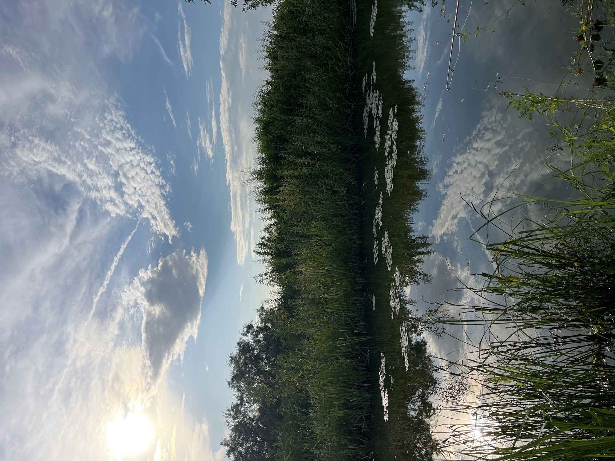 The image depicts a tranquil natural scene by a body of water, likely a river or canal, in Krasnyye Barrikady, Russia. The foreground is dominated by lush green reeds and grasses growing along the water's edge, with some lily pads visible on the surface of the water. The water reflects the sky, trees, and clouds, creating a serene and somewhat ethereal atmosphere. In the background, a dense line of trees and foliage creates a natural barrier. The sky is a vivid blue, populated by scattered white clouds, with the sun shining brightly in the upper left corner, casting a gentle light across the scene. A fishing rod with a red float is visible extending into the water from the right side of the frame, suggesting recreational activity. There are no people present in the image. The overall impression is one of peaceful, rural nature.
