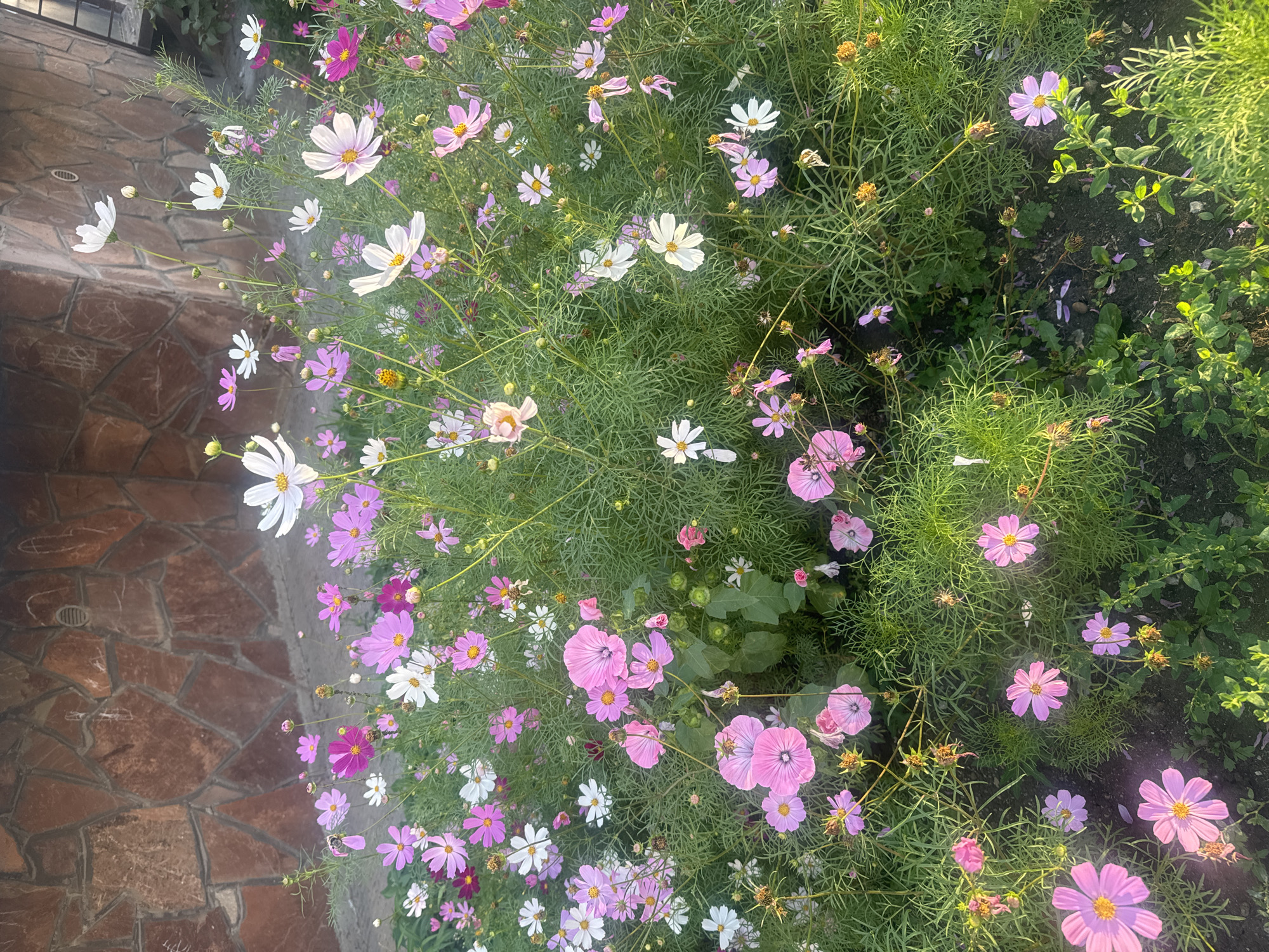 In Markova, Russia, a vibrant bed of cosmos flowers blooms near a stone-tiled building. The flowers, predominantly in shades of pink and white, with some dark pink specimens, are interspersed with lush green foliage. The scene captures the natural beauty of a garden setting, with the sunlight casting shadows and highlighting the delicate petals of the blossoms. The building's textured stone wall provides a rustic backdrop to the colorful floral display.
