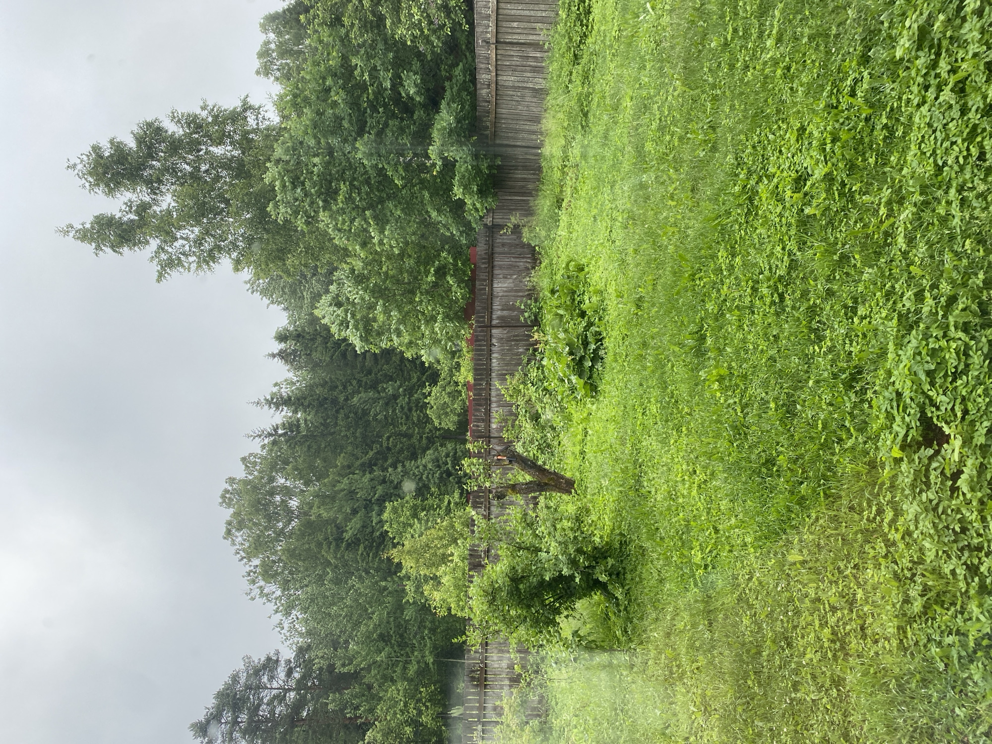 The image depicts a backyard scene in the city of Im. Konyashina SNT, Russia, under an overcast sky. The foreground is dominated by lush green grass, with some areas appearing denser and wilder than others, interspersed with smaller leafy plants. A weathered, wooden fence runs horizontally across the middle ground, separating the yard from a dense forest of various trees that forms the background. Within the yard, near the fence, there are several overgrown bushes and a small, dead tree stump. The overall impression is of a slightly unkempt, natural garden space.