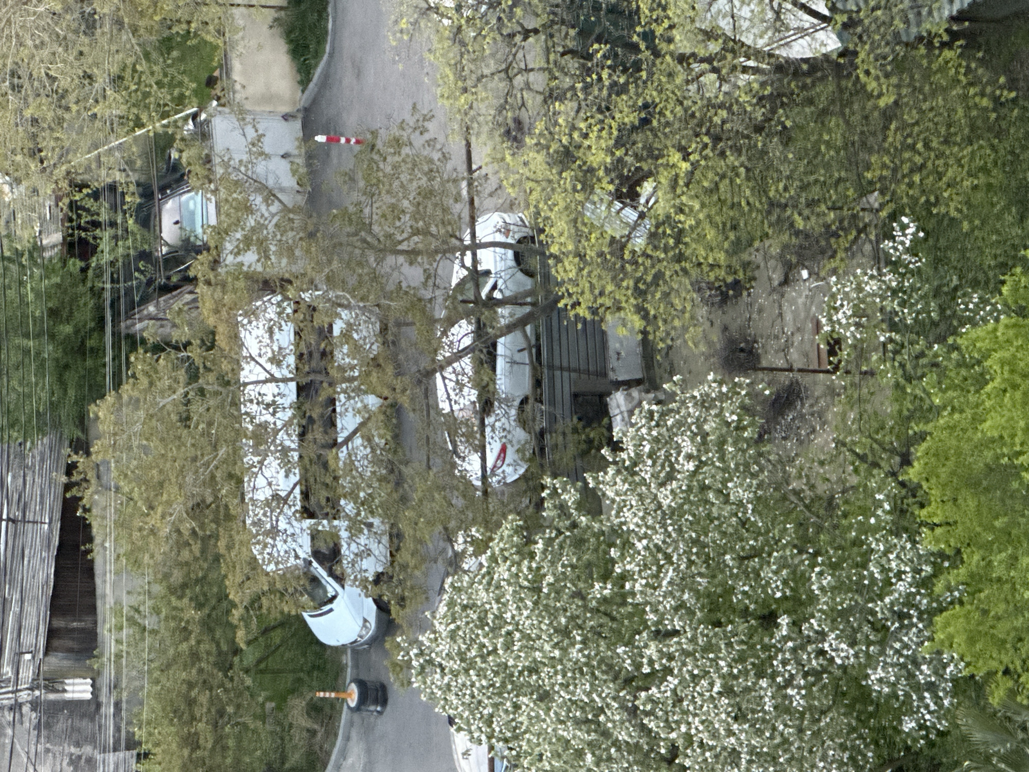 This image provides an elevated view of an outdoor scene in Tbilisi, Georgia, dominated by various trees and parked vehicles. The perspective suggests it was taken from a building or high vantage point.
In the midground, a white van is parked on a paved surface with its rear doors open, partially obscured by tree branches. Behind it, a darker vehicle is also visible. Closer to the foreground, another white vehicle, possibly a car, has its driver's side door open. Near these vehicles, red and white striped barrier poles are present; one stands upright, while another orange and black striped barrier lies on the ground.
The scene is rich with vegetation, indicating springtime. Several trees display light green, new foliage, and a prominent tree in the foreground and midground is covered in numerous small white blossoms. On the left side of the image, overhead utility wires are visible against the backdrop of corrugated metal siding and a textured grey concrete wall. The paved area appears to be a road or a courtyard driveway.
No people are visible in the image, and there is no discernible active event taking place, beyond the stationary vehicles with open doors suggesting recent activity or preparation. The lighting is soft and even, indicating daytime, possibly under overcast conditions, as there are no harsh shadows. The overall atmosphere is quiet and verdant, capturing a serene moment in a tree-lined section of the city. No visible text is present in the image.