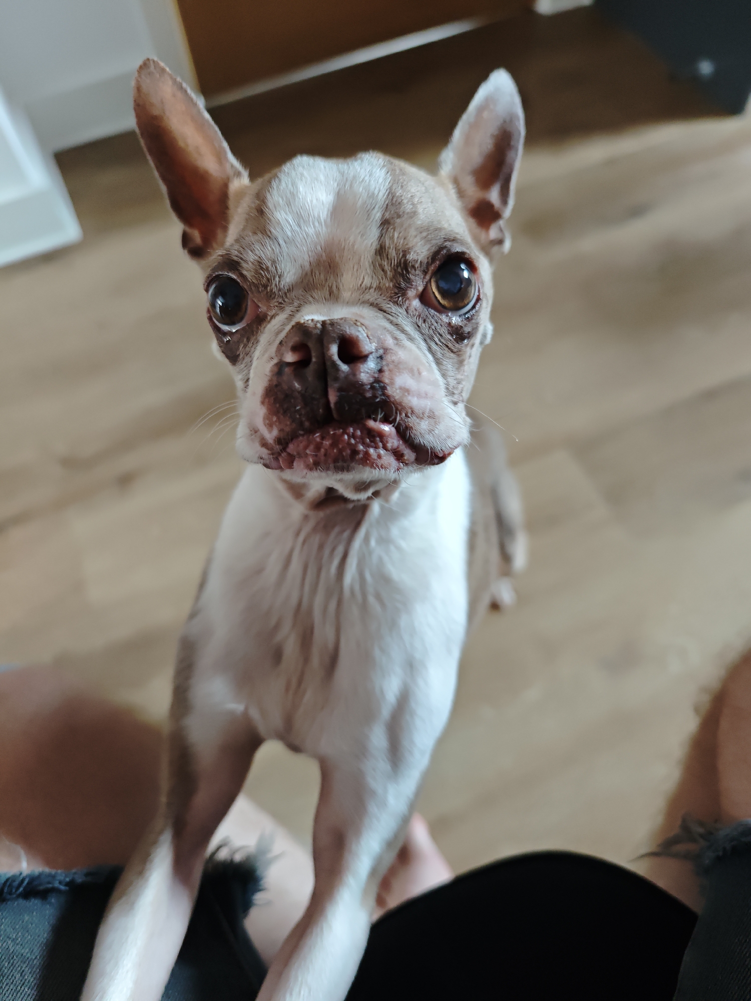 The image shows a close-up of a Boston Terrier dog looking directly at the camera. The dog has brown and white markings, with large, expressive eyes and prominent ears. Its mouth is slightly open, revealing some of its gums. The dog appears to be sitting or standing, with its front paws visible near the bottom of the frame, resting on what appears to be a person's lap, indicated by denim fabric and a bit of skin. The background is a wooden floor, suggesting an indoor setting. The lighting is soft and natural, hinting at daytime. The dog's expression could be interpreted as curious or expectant. There is no visible text in the image. The location context provided is Locking Parklands, United Kingdom, but there are no specific visual cues in the image that directly confirm this location.