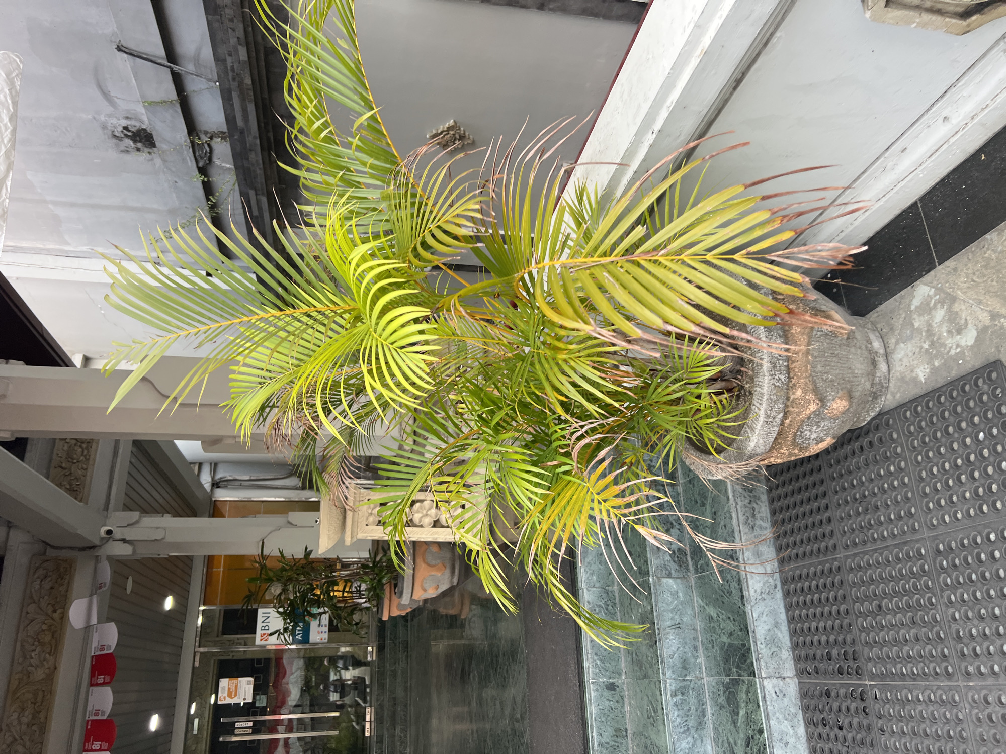 An outdoor shot captures a potted palm plant in the foreground, positioned to the right of a set of green marble steps leading up to a building entrance. The palm's leaves, a vibrant green with some browning at the tips, are illuminated by soft, overcast light. Behind the plant, the entrance features glass doors and an ATM sign for BNI. The building's facade is light gray, with visible signs of weathering and some decorative architectural elements above the entrance. To the left of the steps, a dark gray textured mat is laid out. The scene is likely a public space, possibly a bank or commercial building, given the ATM sign, in Kuta, Indonesia.
