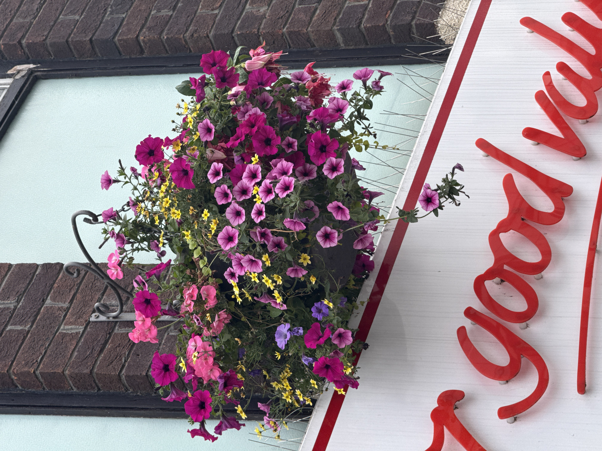 A hanging basket filled with pink and purple petunias and small yellow flowers is suspended from a brick wall by a black metal bracket. Below the hanging basket, a white sign with red script lettering reads "good value". The sign is mounted on a brick wall. The overall scene is an exterior shot of a building in Darlington, United Kingdom.
