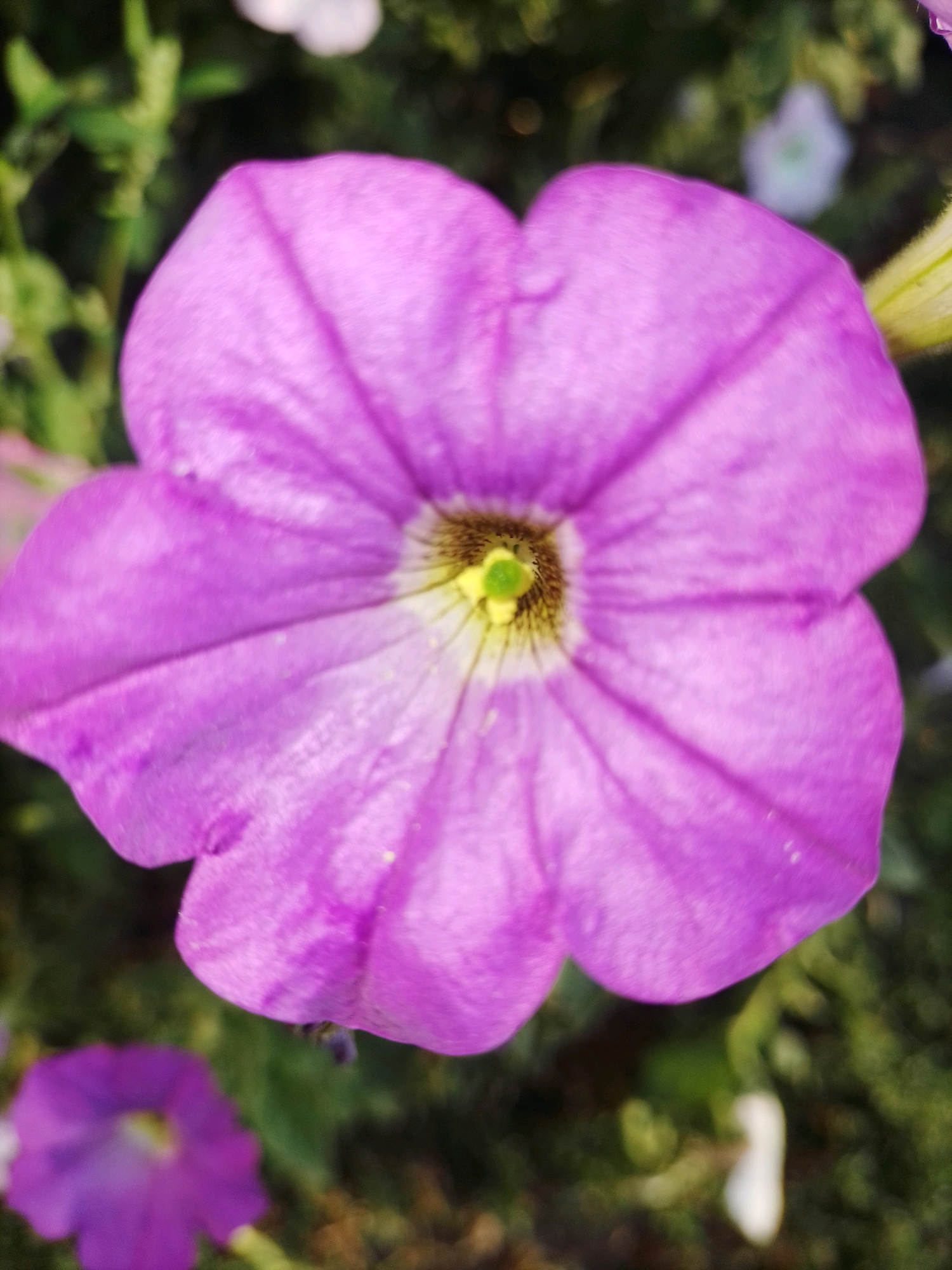 In Ustyvytsia, Ukraine, a close-up, eye-level shot captures a vibrant, purple petunia flower in full bloom. The flower's petals, broad and textured, radiate from a central yellow and brown stamen. The background is a blur of soft green foliage, hinting at a garden or natural setting. A second, out-of-focus purple flower is visible in the lower left quadrant of the image. The lighting is soft, suggesting it may be late afternoon or early morning, or an overcast day. The image is slightly grainy, indicating it was likely taken with a mobile device.