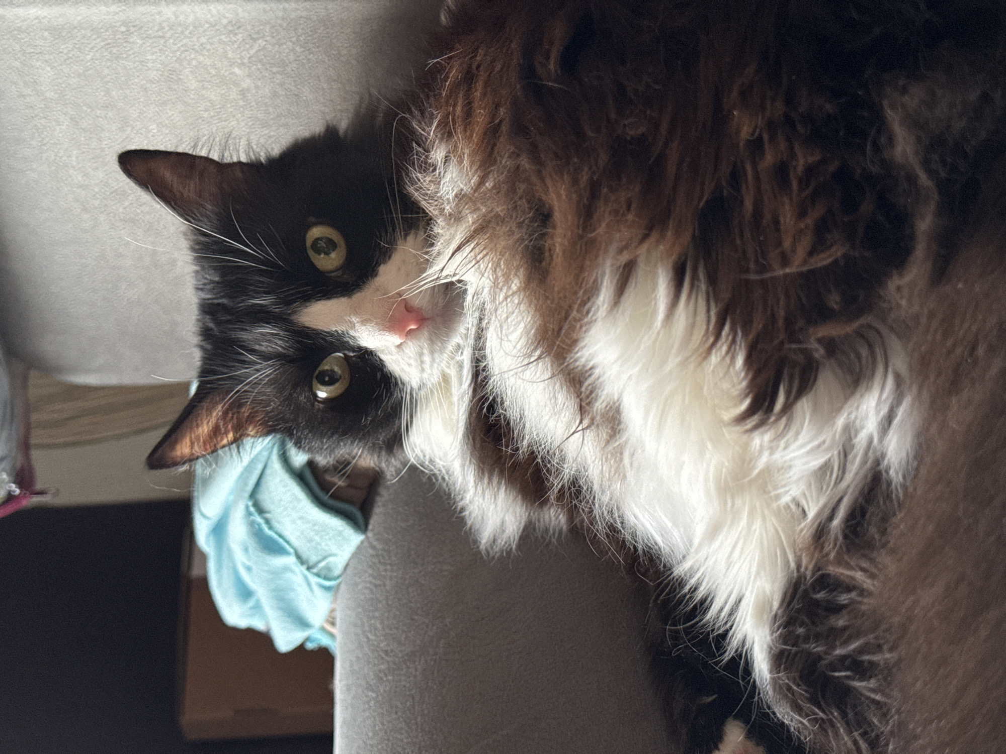 A close-up, angled view of a black and white cat with long fur. The cat's head is tilted, with its eyes looking directly at the camera. Part of the cat's body is also visible, with a mix of brown, white, and black fur. A light blue cloth and part of a gray surface are visible in the background. It is not possible to determine the location as Izhevsk, Russia from the image provided.