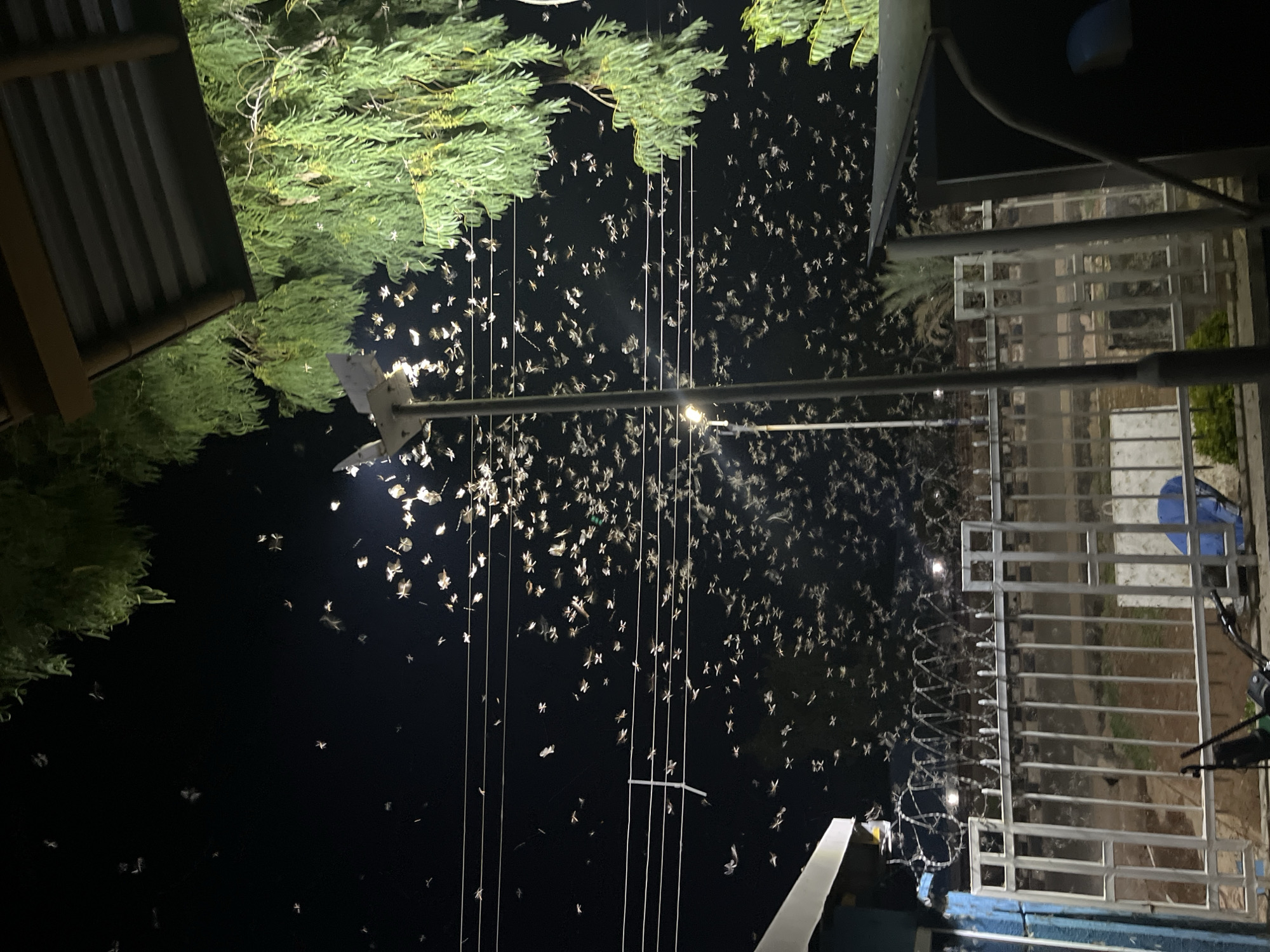 The image depicts a night scene in Jos, Nigeria. Numerous insects, possibly moths, are swarming around a light source. Above, there are trees, a corrugated metal roof. An electrical pole is visible amidst the swarm. To the right, there's a metal gate and fence with barbed wire. A building is also visible.