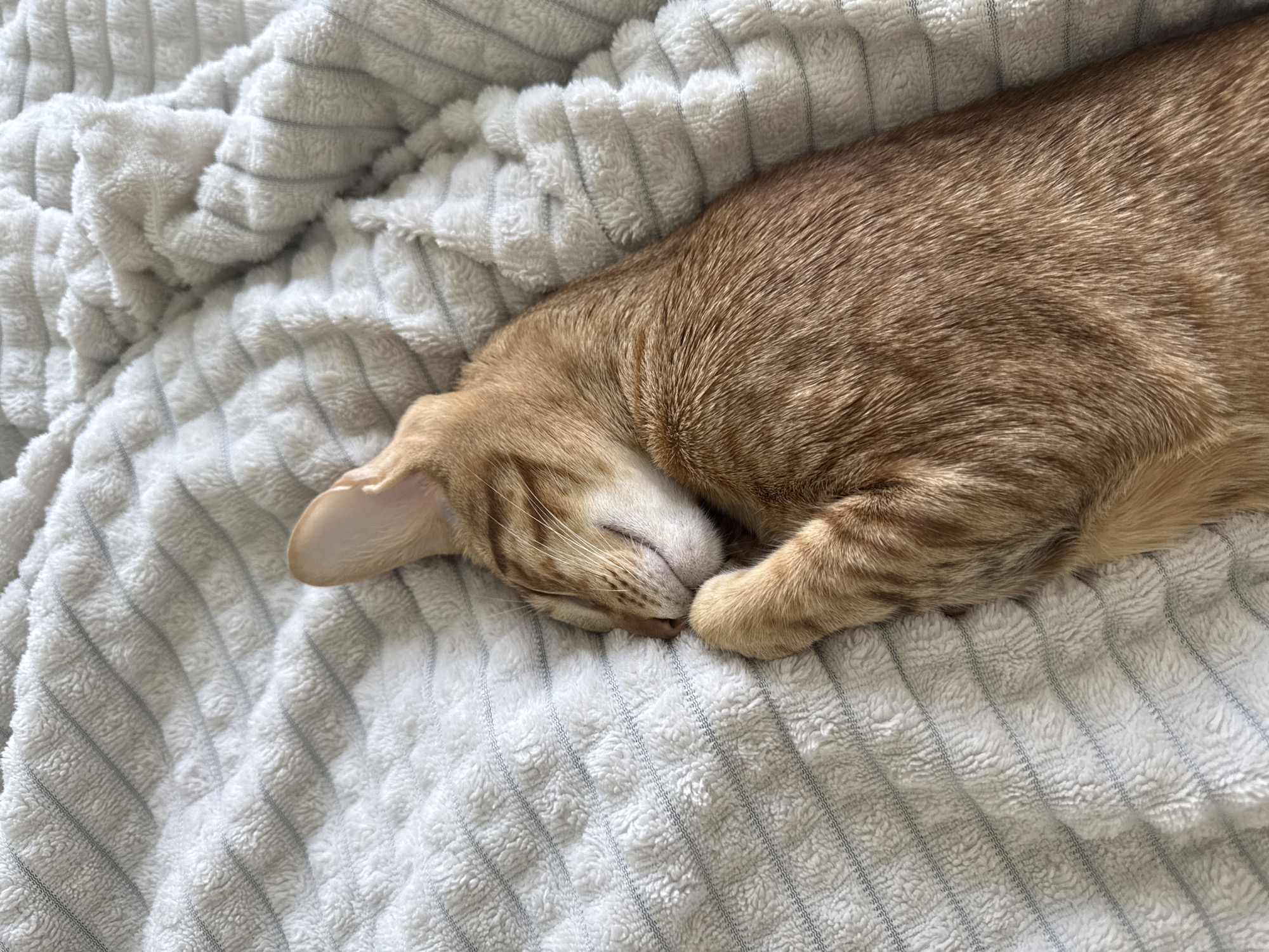 An orange tabby cat is sleeping on a gray, textured blanket. The cat is curled up, with its head resting on its paws. The location of the image in Khimki, Russia is not discernible from the visual information provided.